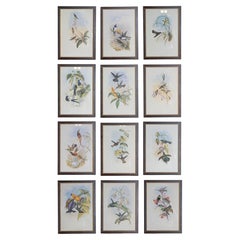 Set di 12 stampe di uccelli del XIX secolo