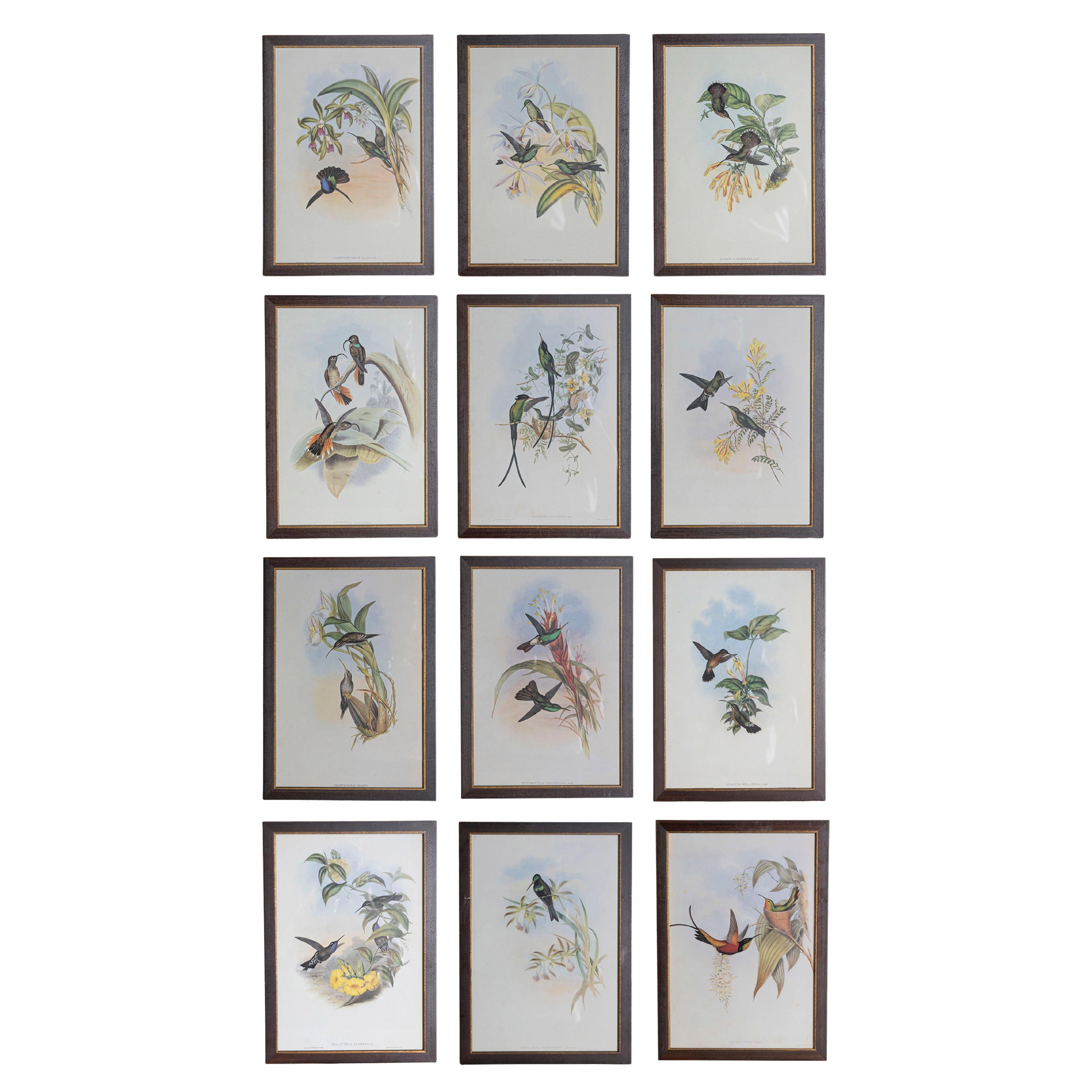 Set of 12 19th Century Bird prints