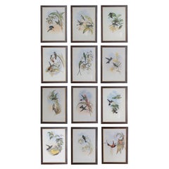 Set von 12 Vogeldrucken aus dem 19. Jahrhundert