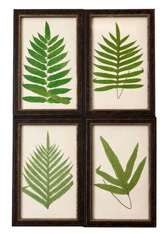 Set of 12 19th Century Framed Hand Colored Ferns by E.J.Lowe