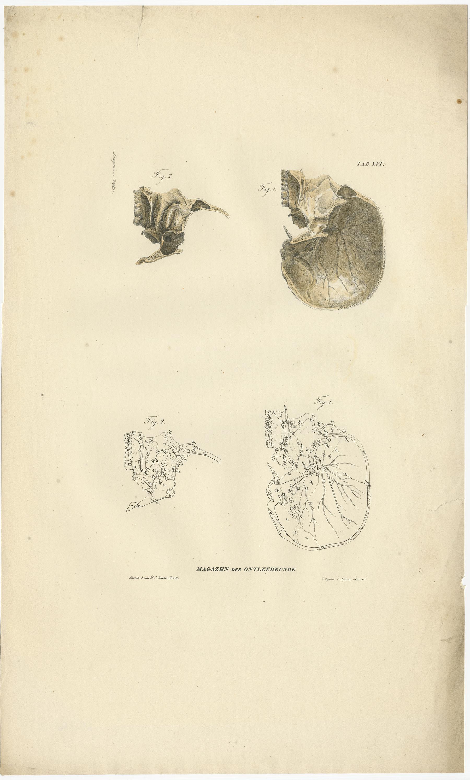 Set of 12 Antique Anatomy Prints of Osteology, '1839' For Sale 5