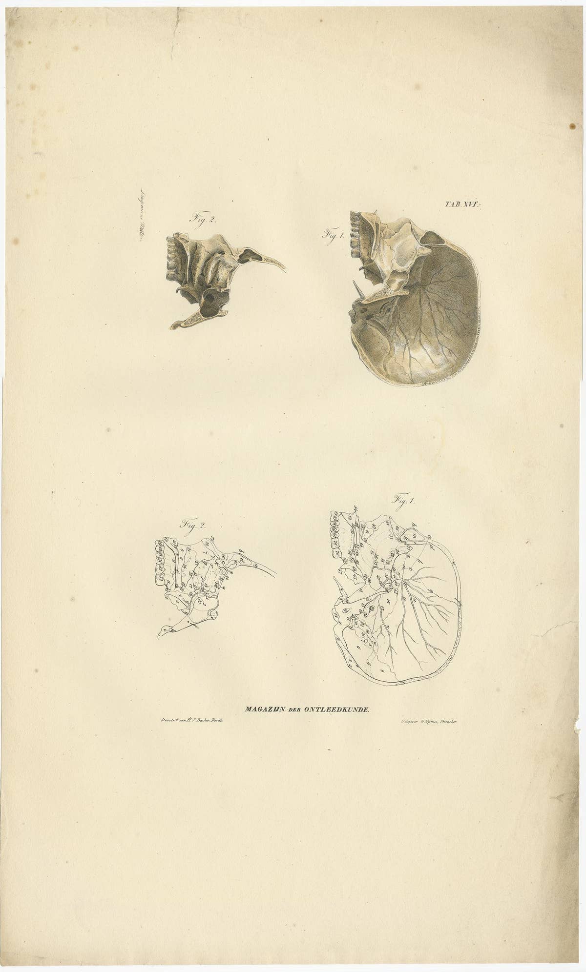 Set of 12 Antique Anatomy Prints of Osteology, '1839'