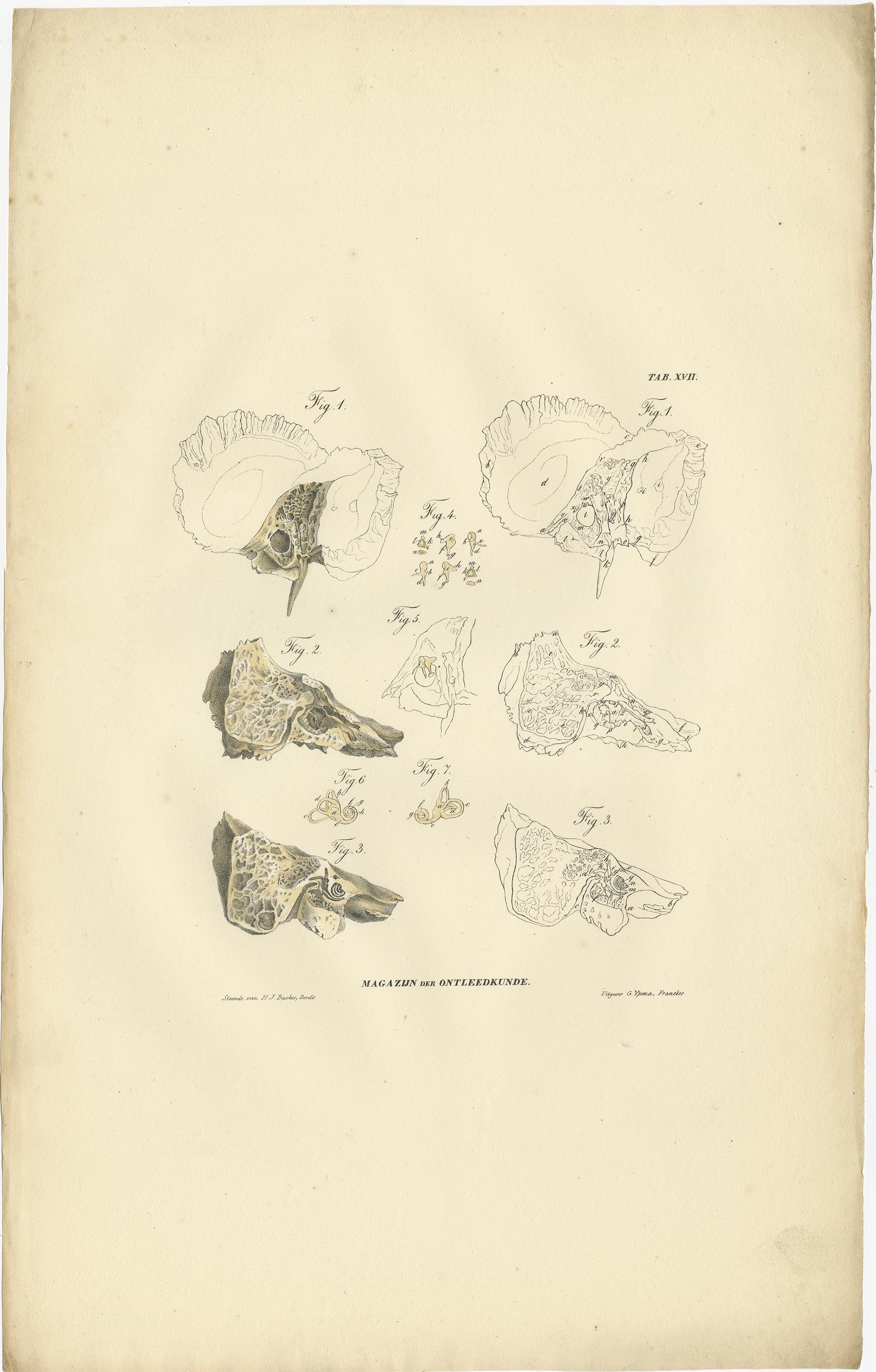 Set of 12 Antique Anatomy Prints of Osteology, '1839' For Sale 6