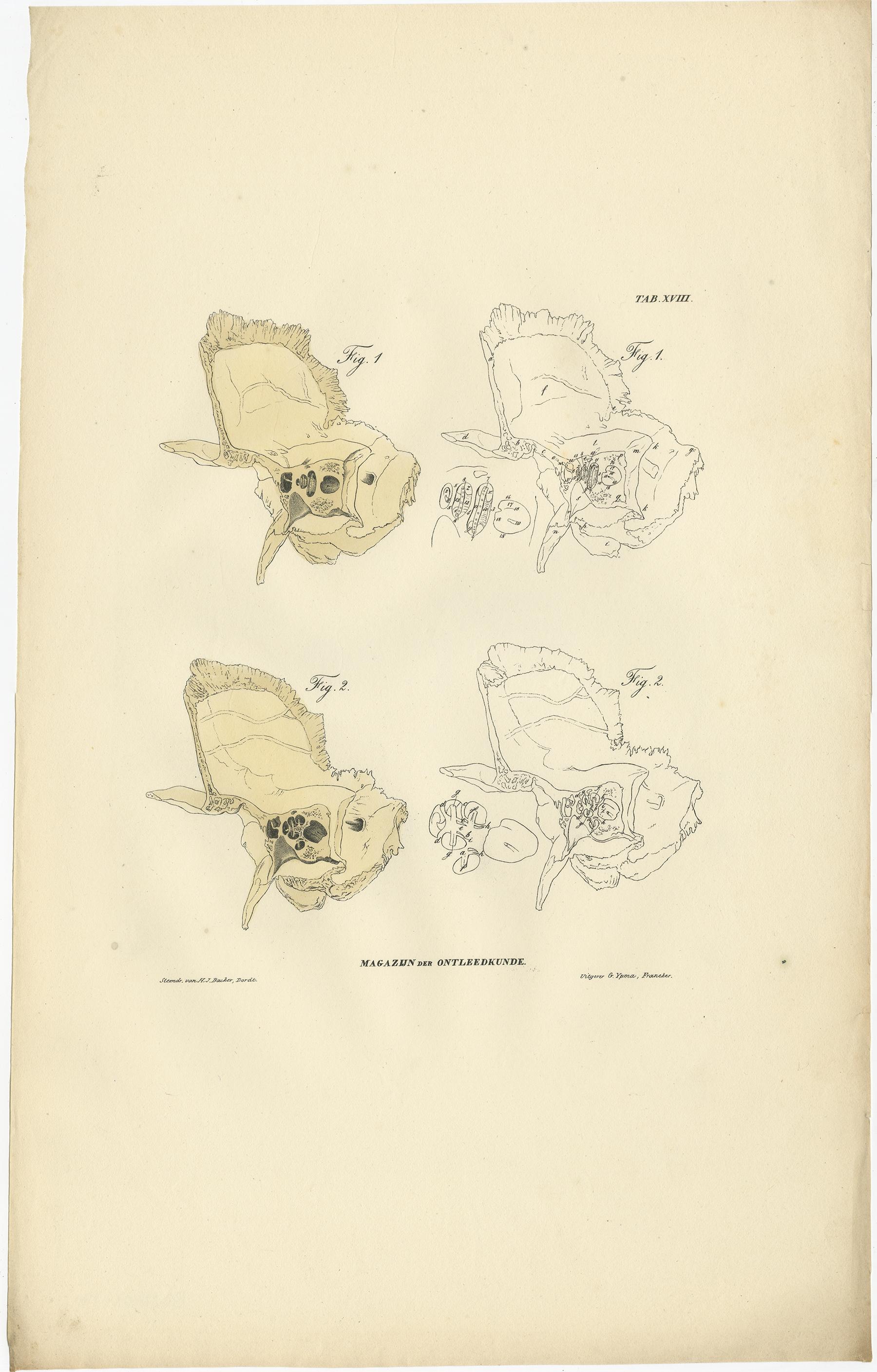Set of 12 Antique Anatomy Prints of Osteology, '1839' For Sale 7