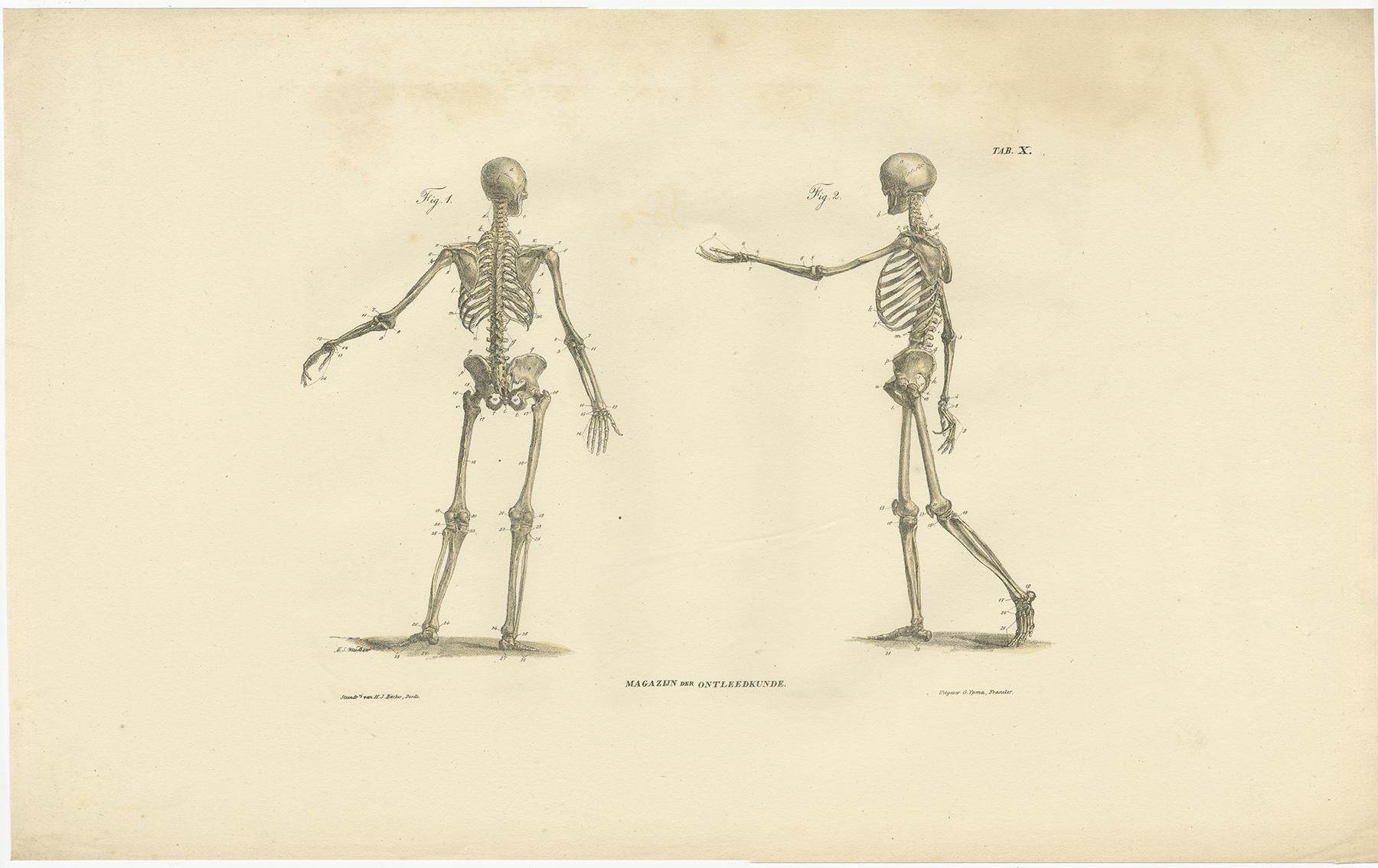 Set of 12 Antique Anatomy Prints of Osteology, '1839' For Sale 8
