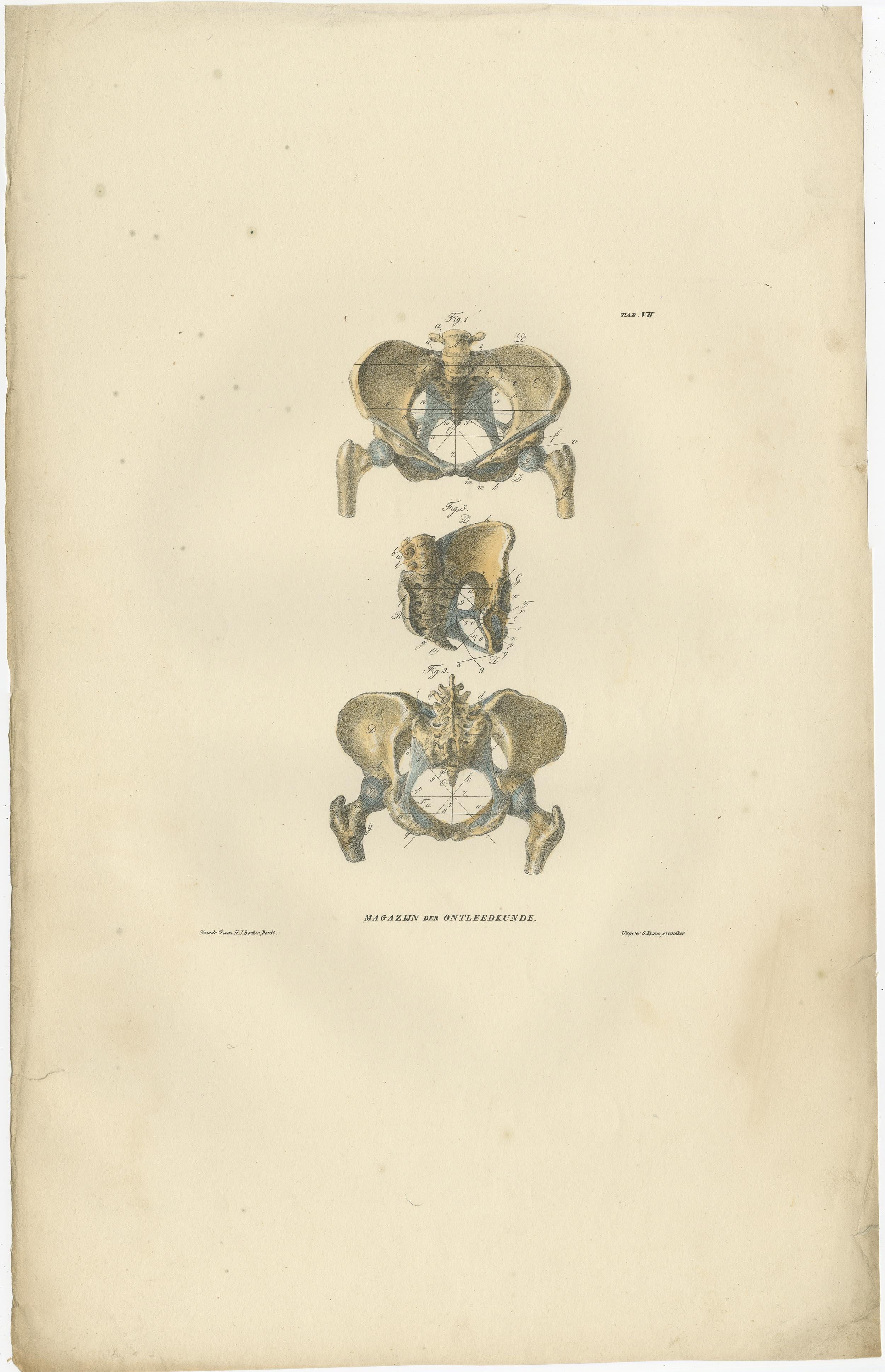 Set of 12 antique anatomy prints of osteology, the scientific study of bones, practiced by osteologists. These prints originate from 'Magazijn van ontleedkunde' by Dr. Th. Richter. Published 1839.