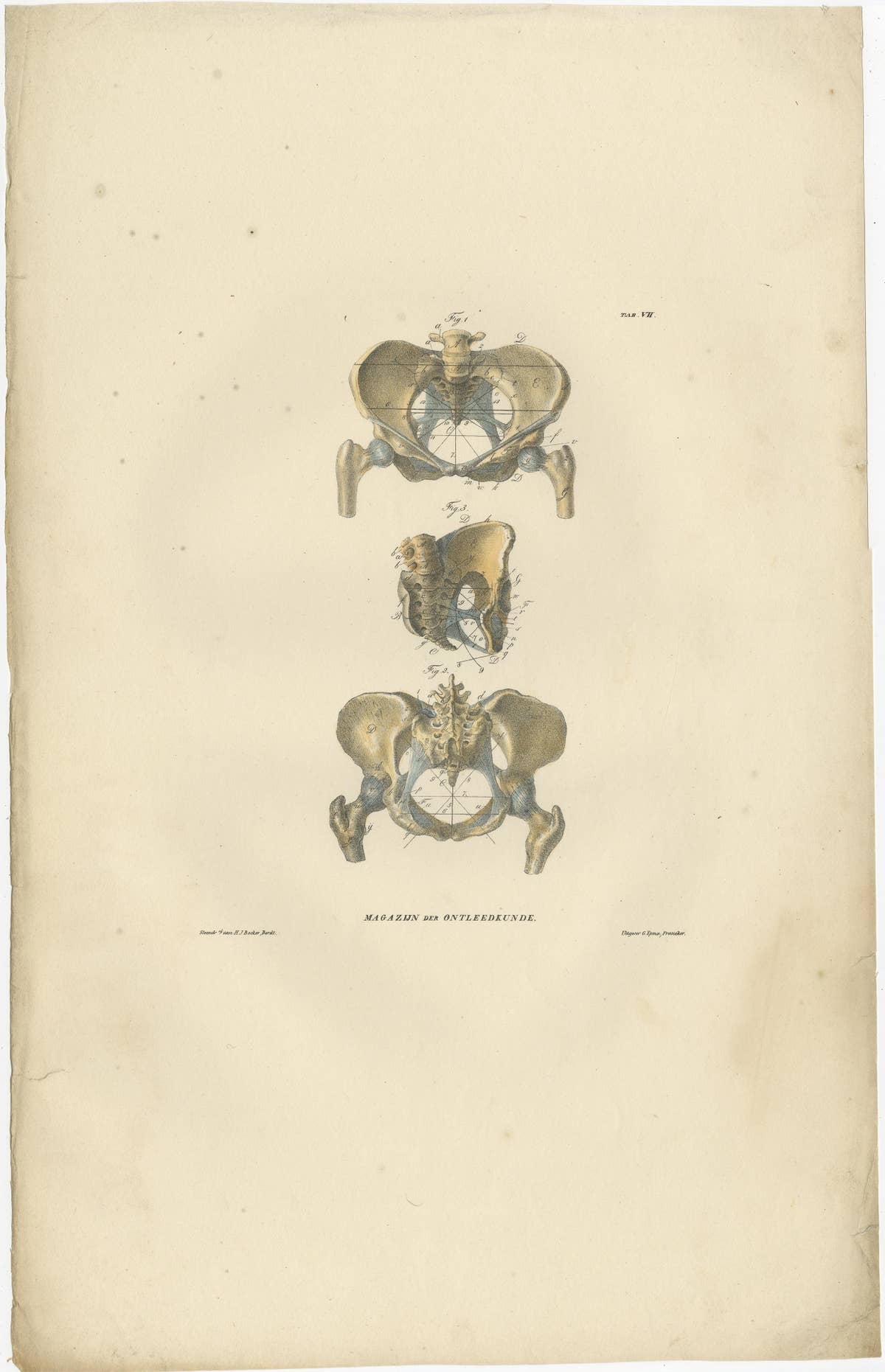 Set of 12 Antique Anatomy Prints of Osteology, '1839'