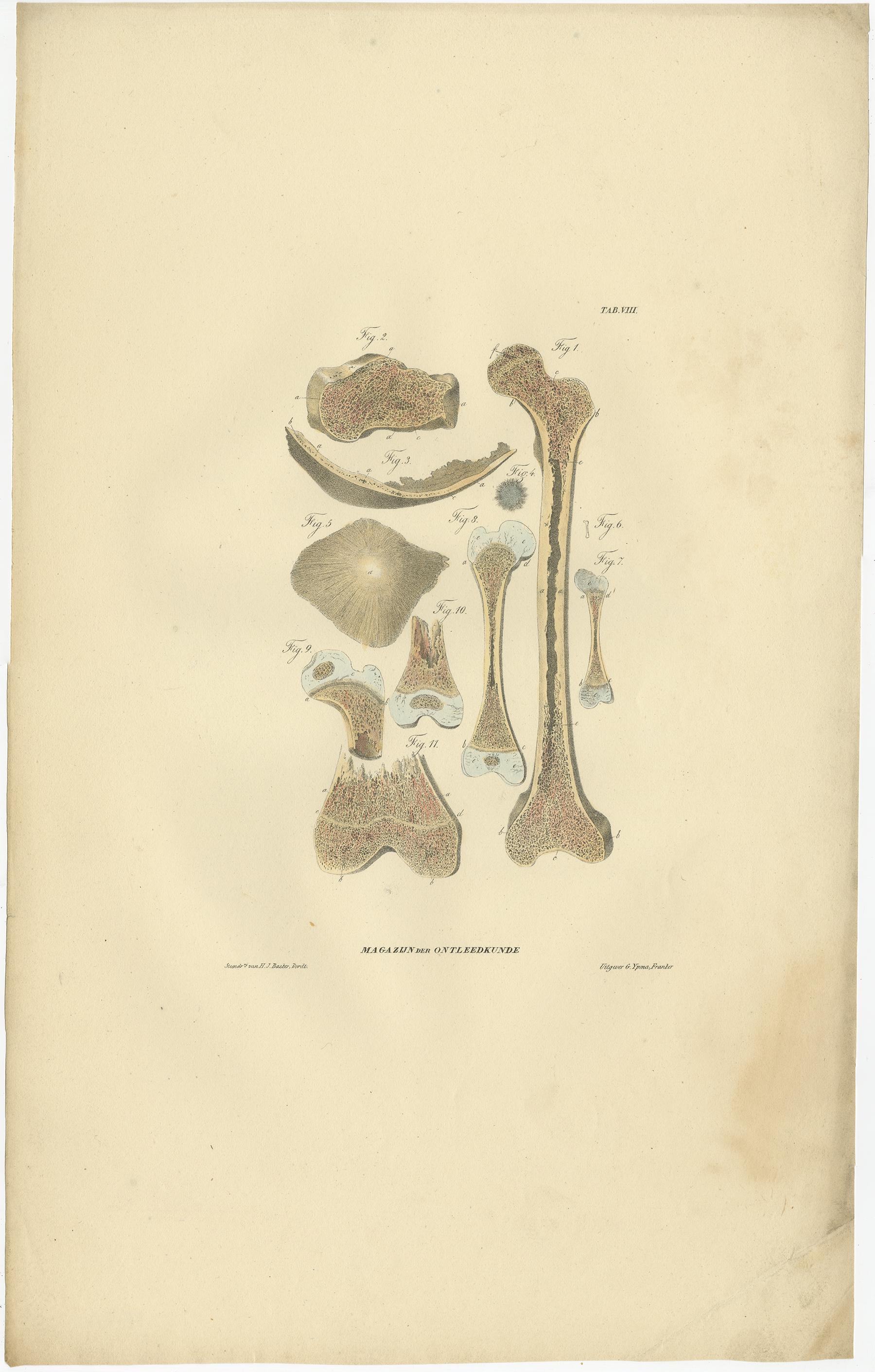 Set of 12 Antique Anatomy Prints of Osteology, '1839' In Good Condition For Sale In Langweer, NL