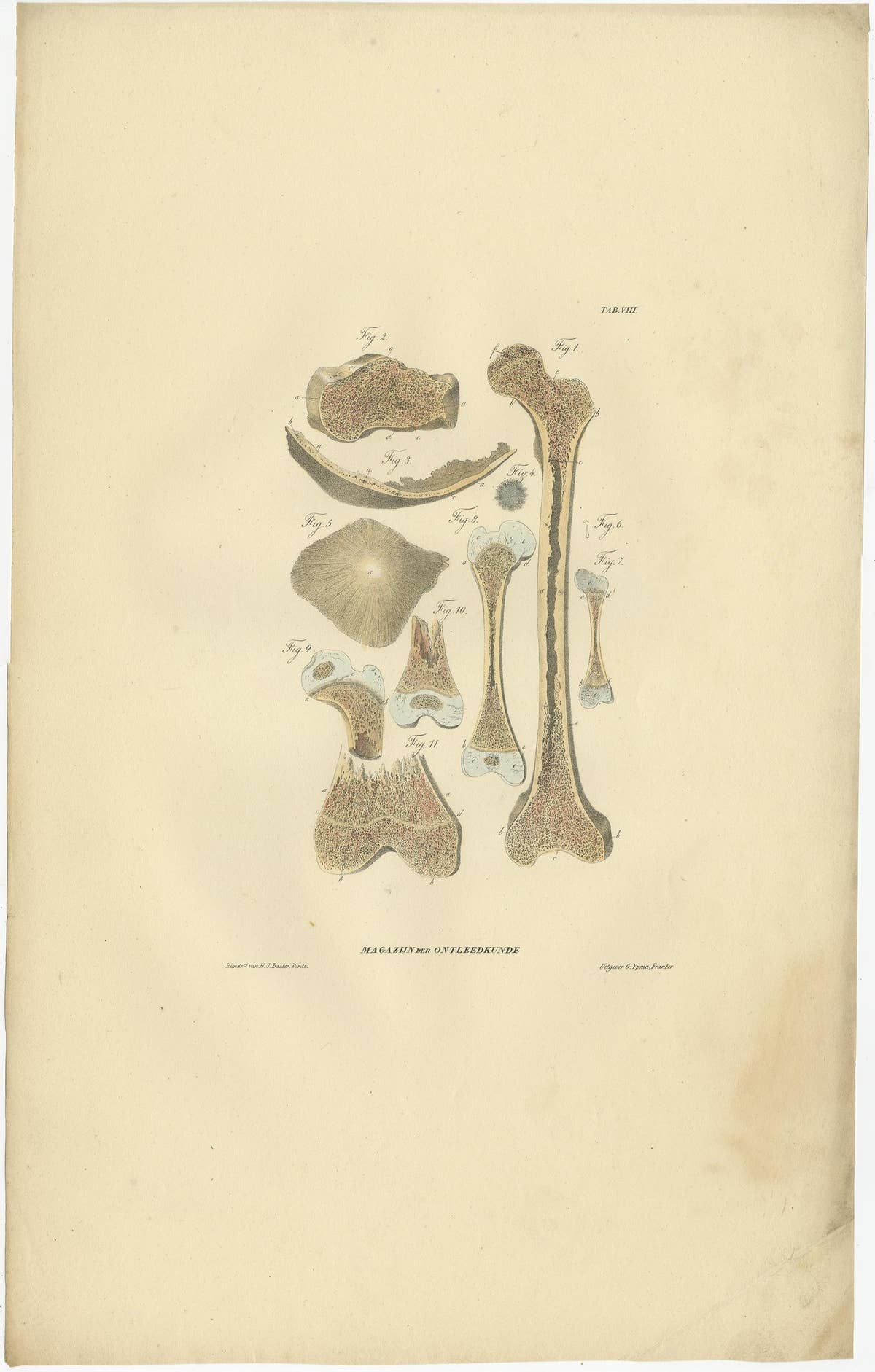 Set of 12 Antique Anatomy Prints of Osteology, '1839'