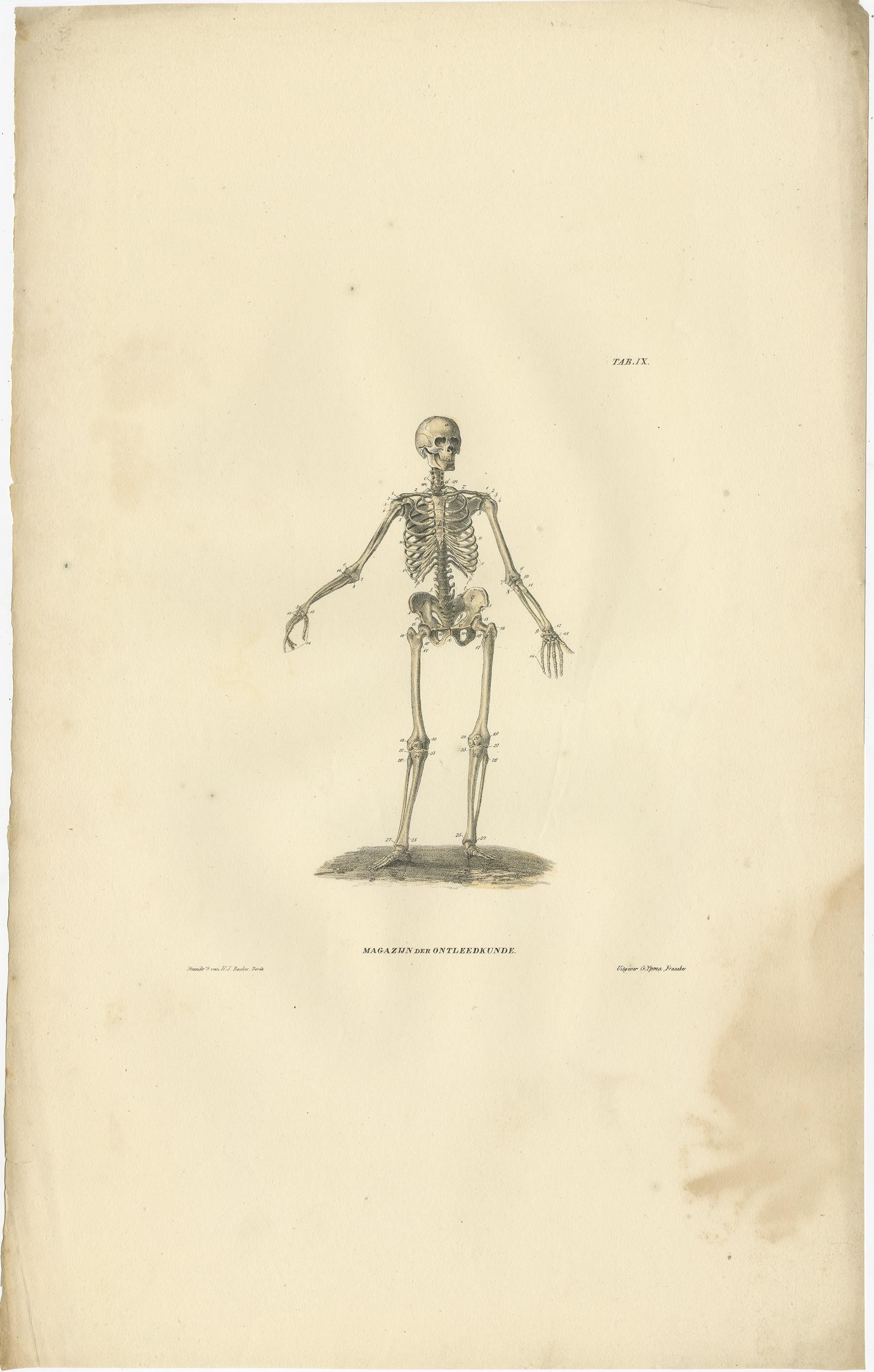 19th Century Set of 12 Antique Anatomy Prints of Osteology, '1839' For Sale
