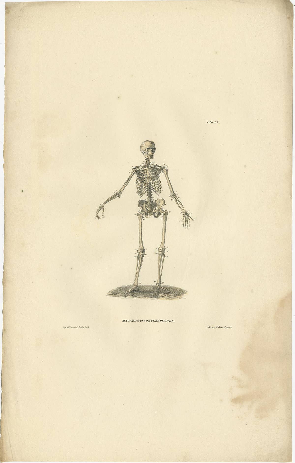 Set of 12 Antique Anatomy Prints of Osteology, '1839'