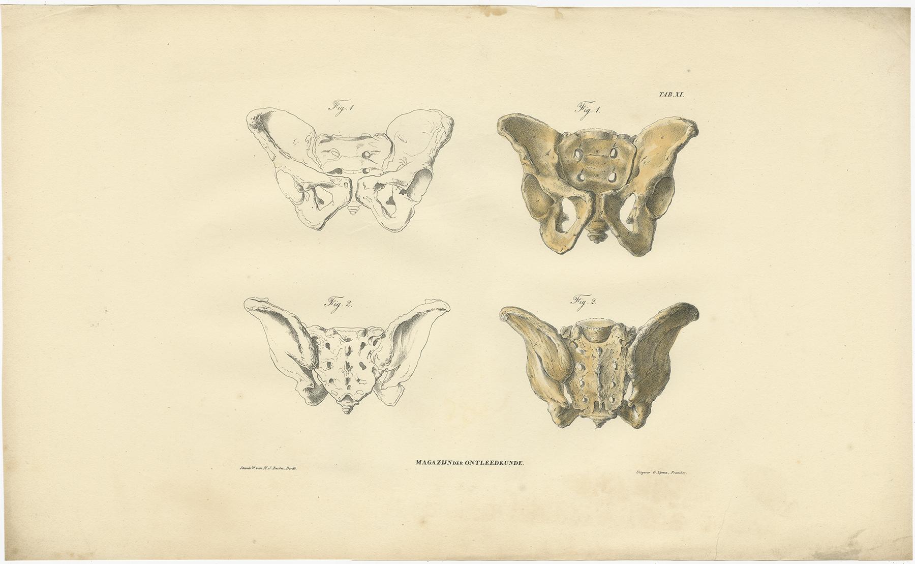 Paper Set of 12 Antique Anatomy Prints of Osteology, '1839' For Sale