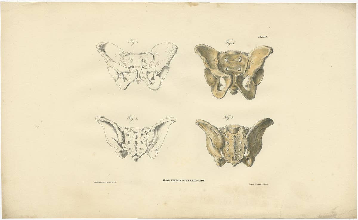 Set of 12 Antique Anatomy Prints of Osteology, '1839'