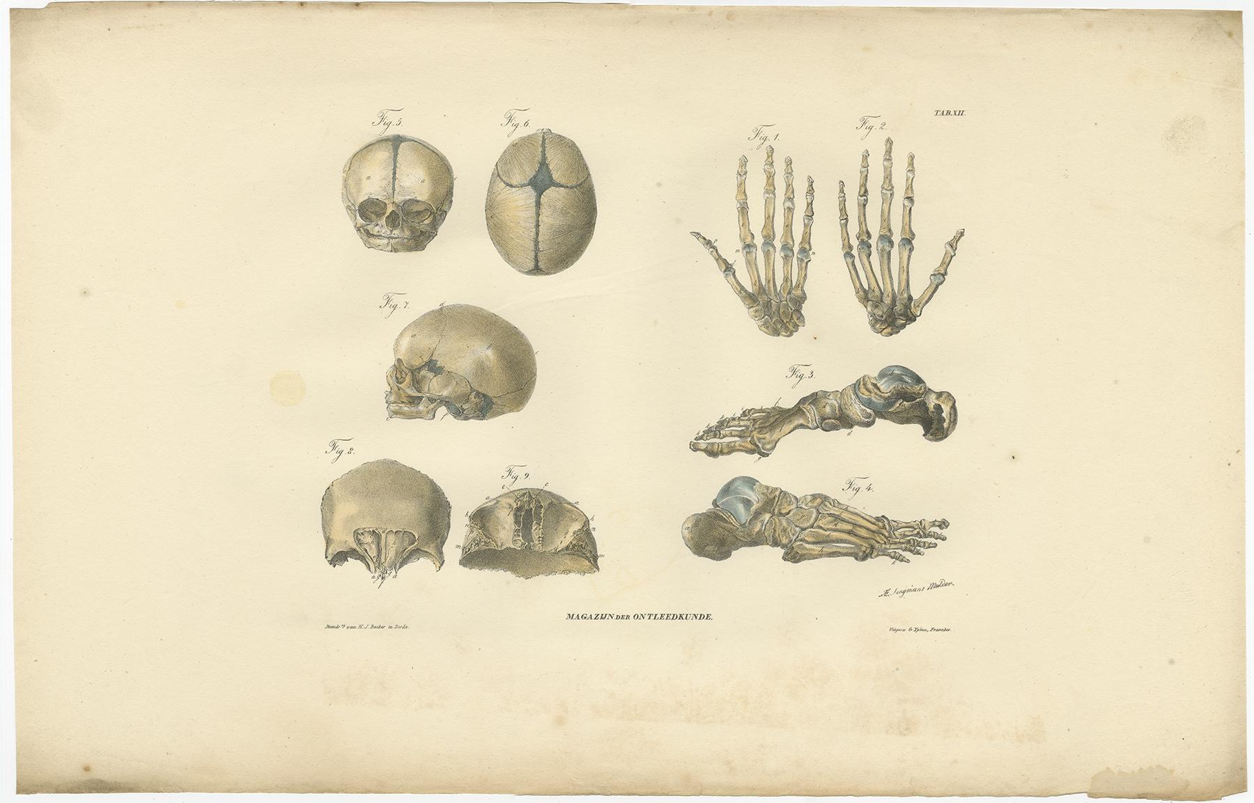 Set of 12 Antique Anatomy Prints of Osteology, '1839' For Sale 1