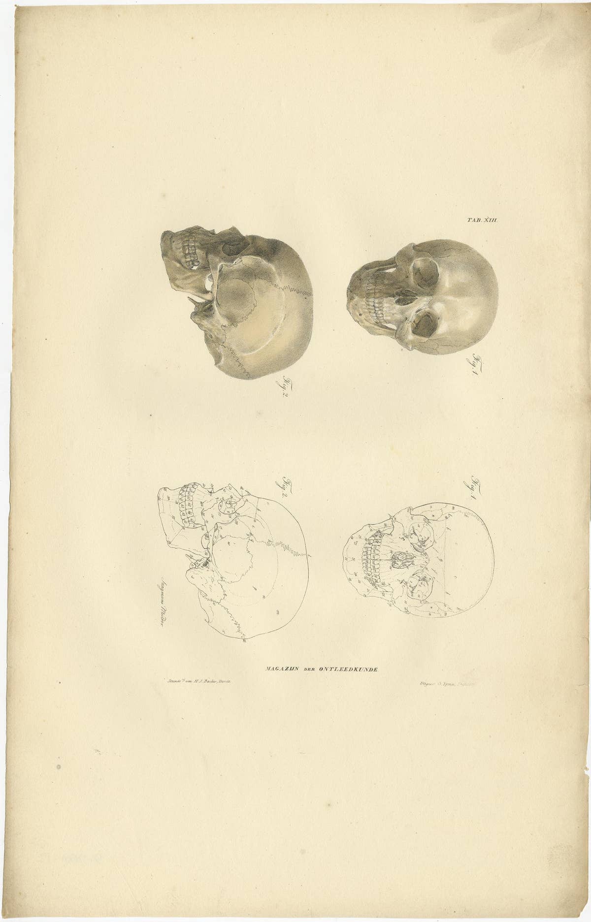 Set of 12 Antique Anatomy Prints of Osteology, '1839'