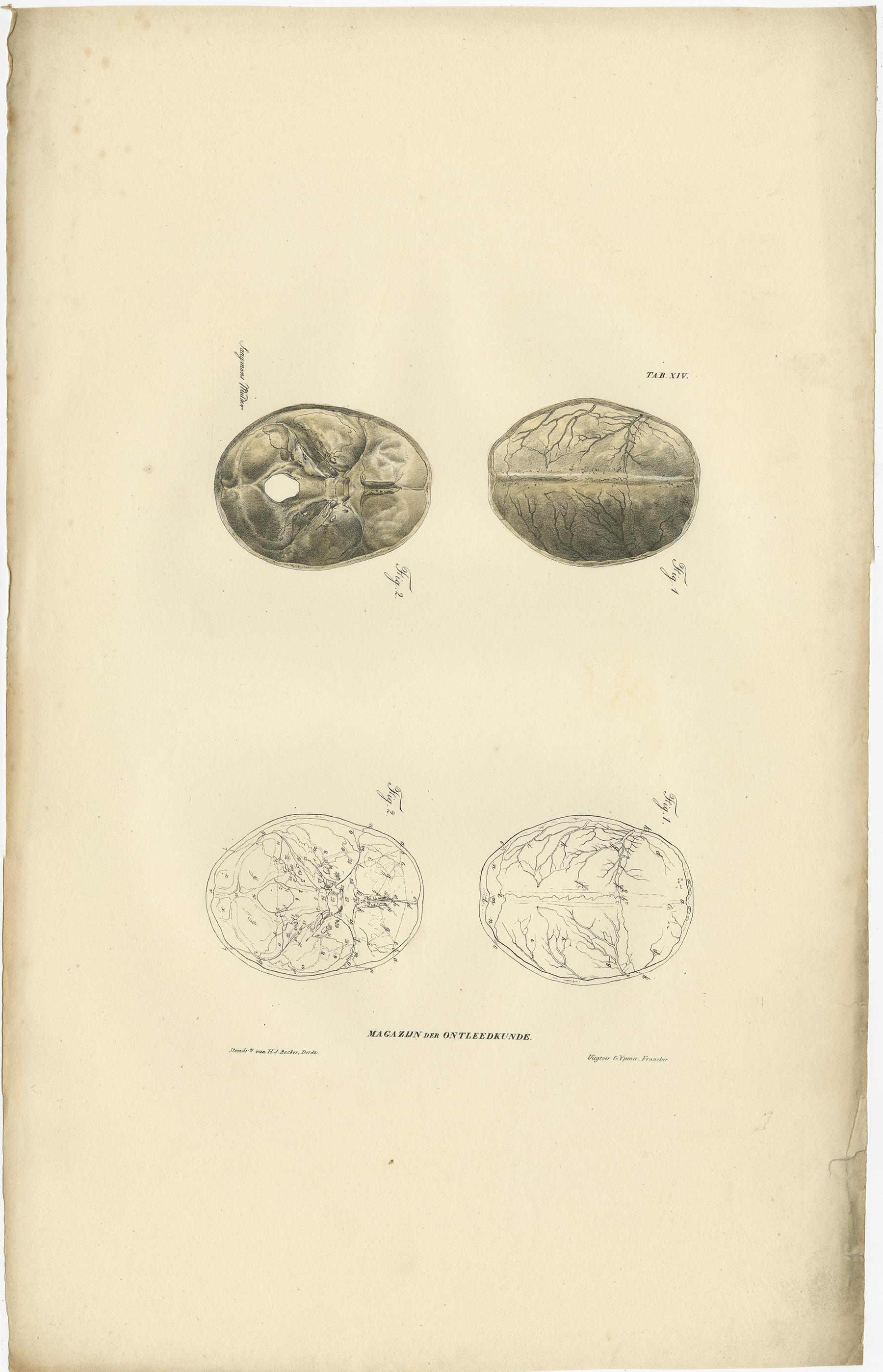 Set of 12 Antique Anatomy Prints of Osteology, '1839' For Sale 3