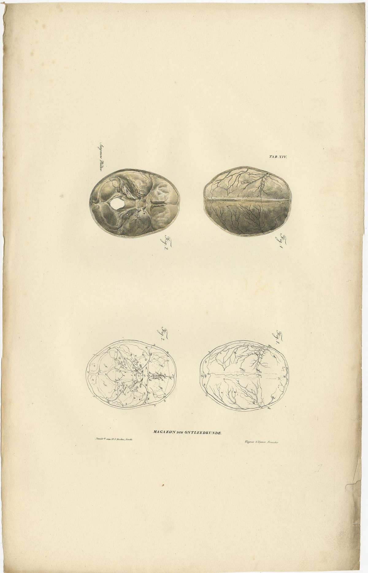 Set of 12 Antique Anatomy Prints of Osteology, '1839'