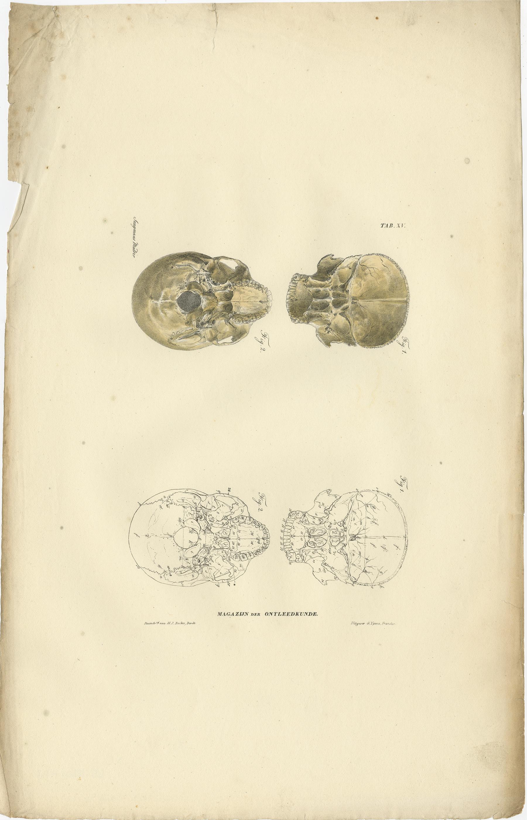 Set of 12 Antique Anatomy Prints of Osteology, '1839' For Sale 4