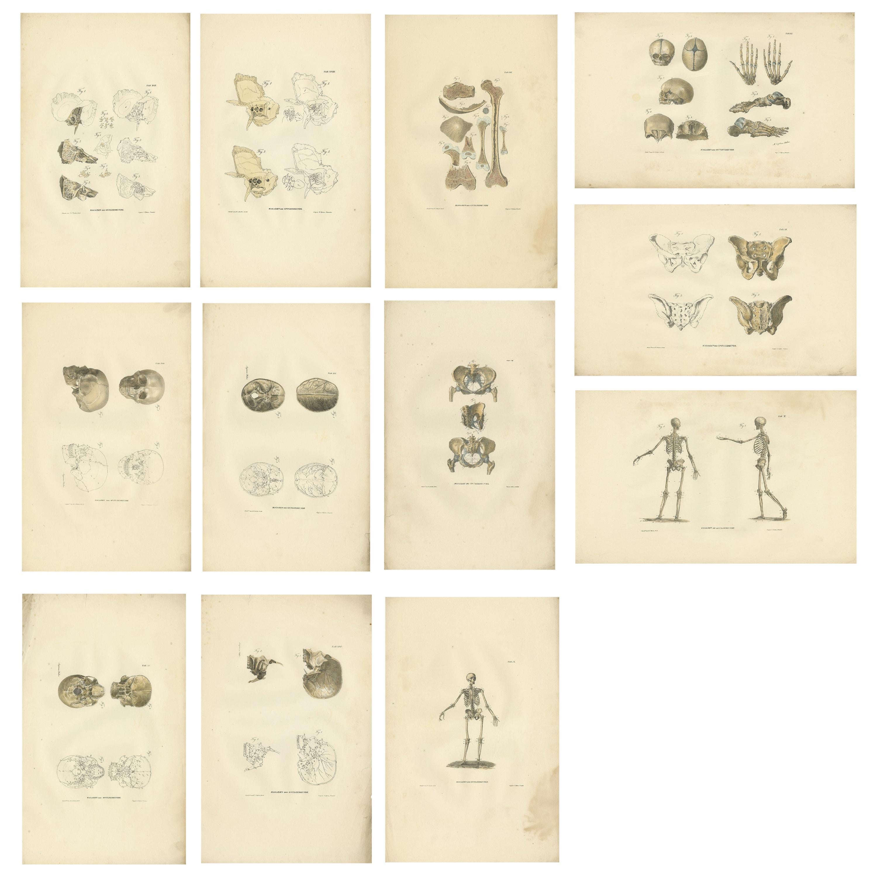 Set of 12 Antique Anatomy Prints of Osteology, '1839' For Sale