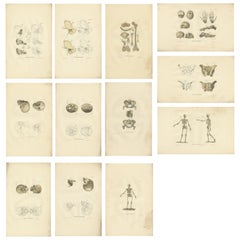 Set of 12 Antique Anatomy Prints of Osteology, '1839'
