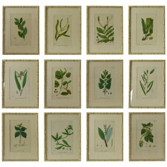 Set of 12 Antique Botanical Prints in Faux Ivory Frames