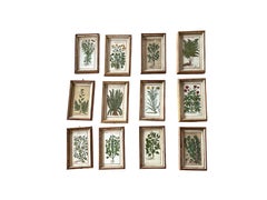 Set de 12 Botánicos Antiguos Pintados a Mano