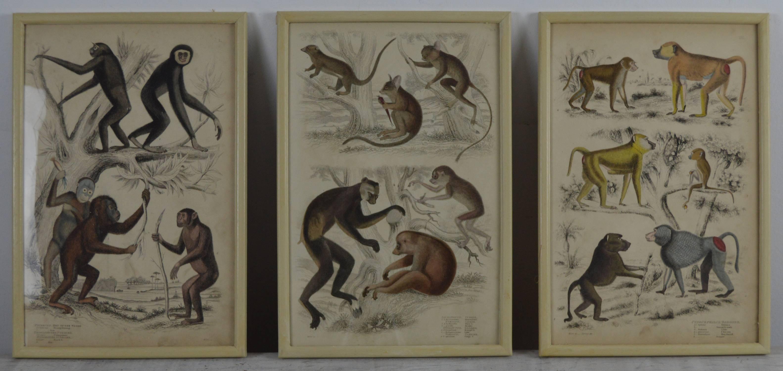 Wonderful set of 12 antique monkey prints in exquisite muted original colors.

Presented in our own custom made faux ivory frames.

Lithographs after the original drawings by Captain Brown.

Published 1830s.
 

