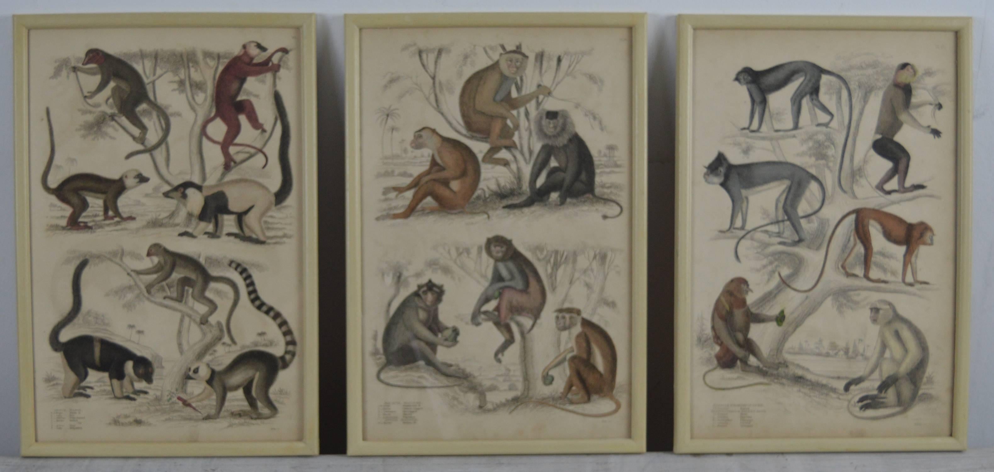 Anglo-Indian Set of 12 Antique Monkey Prints in Faux Ivory Frames, 1830s