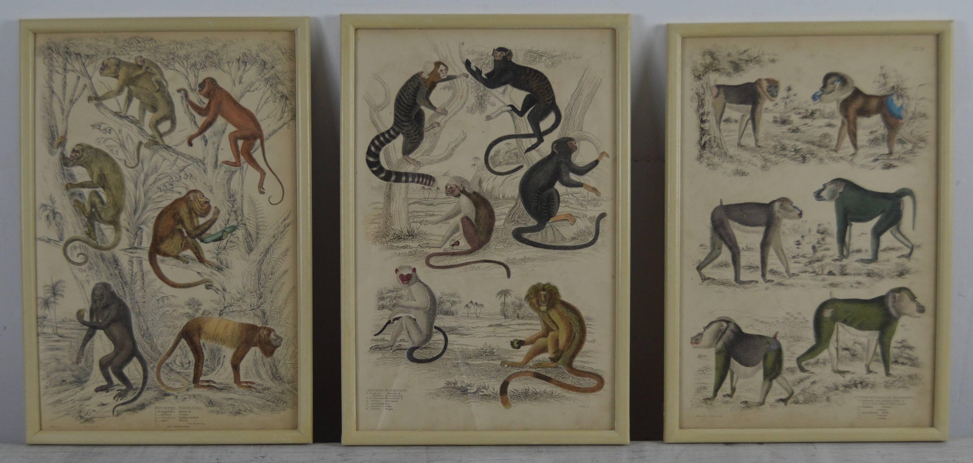 English Set of 12 Antique Monkey Prints in Faux Ivory Frames, 1830s