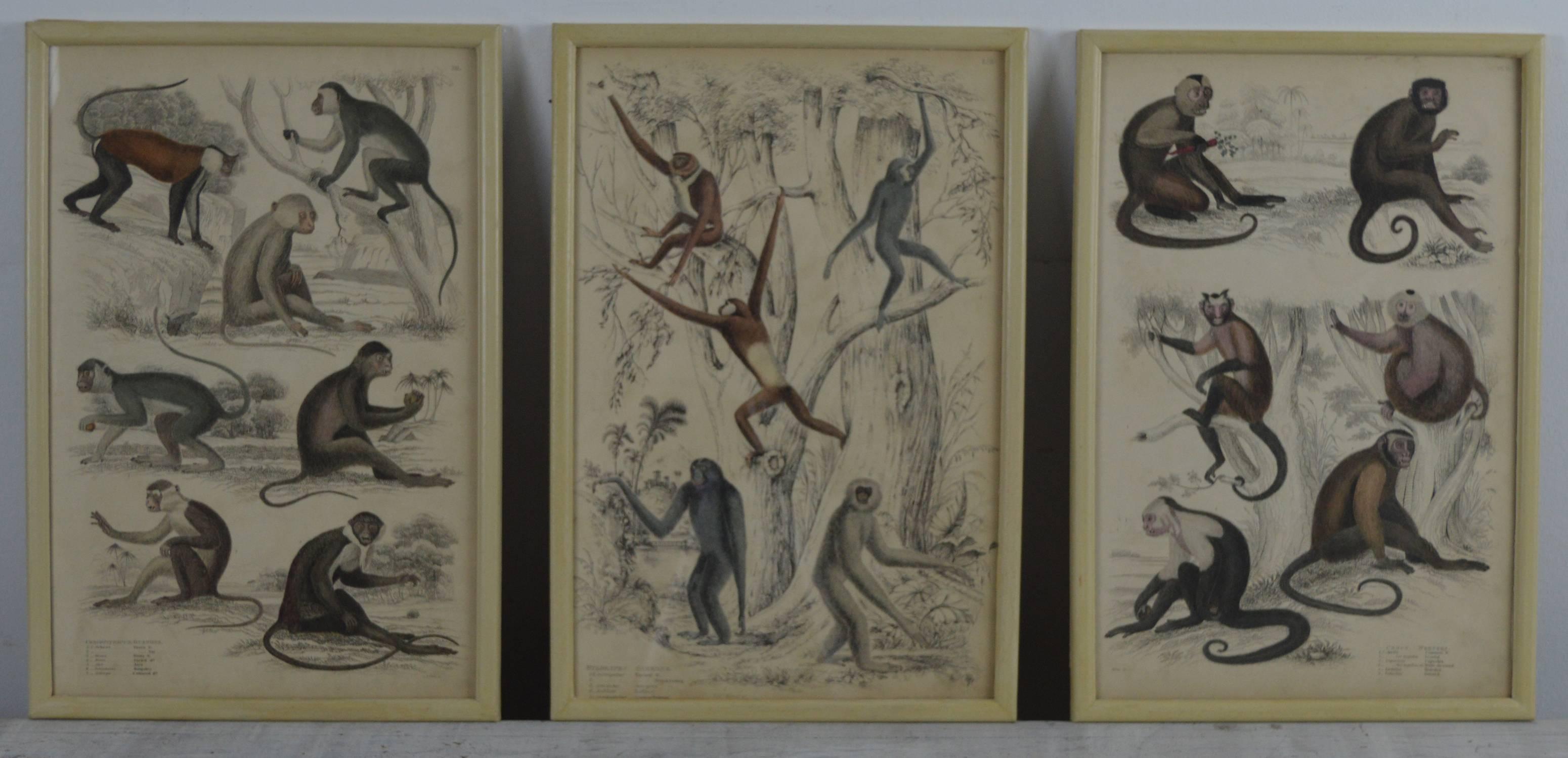Other Set of 12 Antique Monkey Prints in Faux Ivory Frames, 1830s