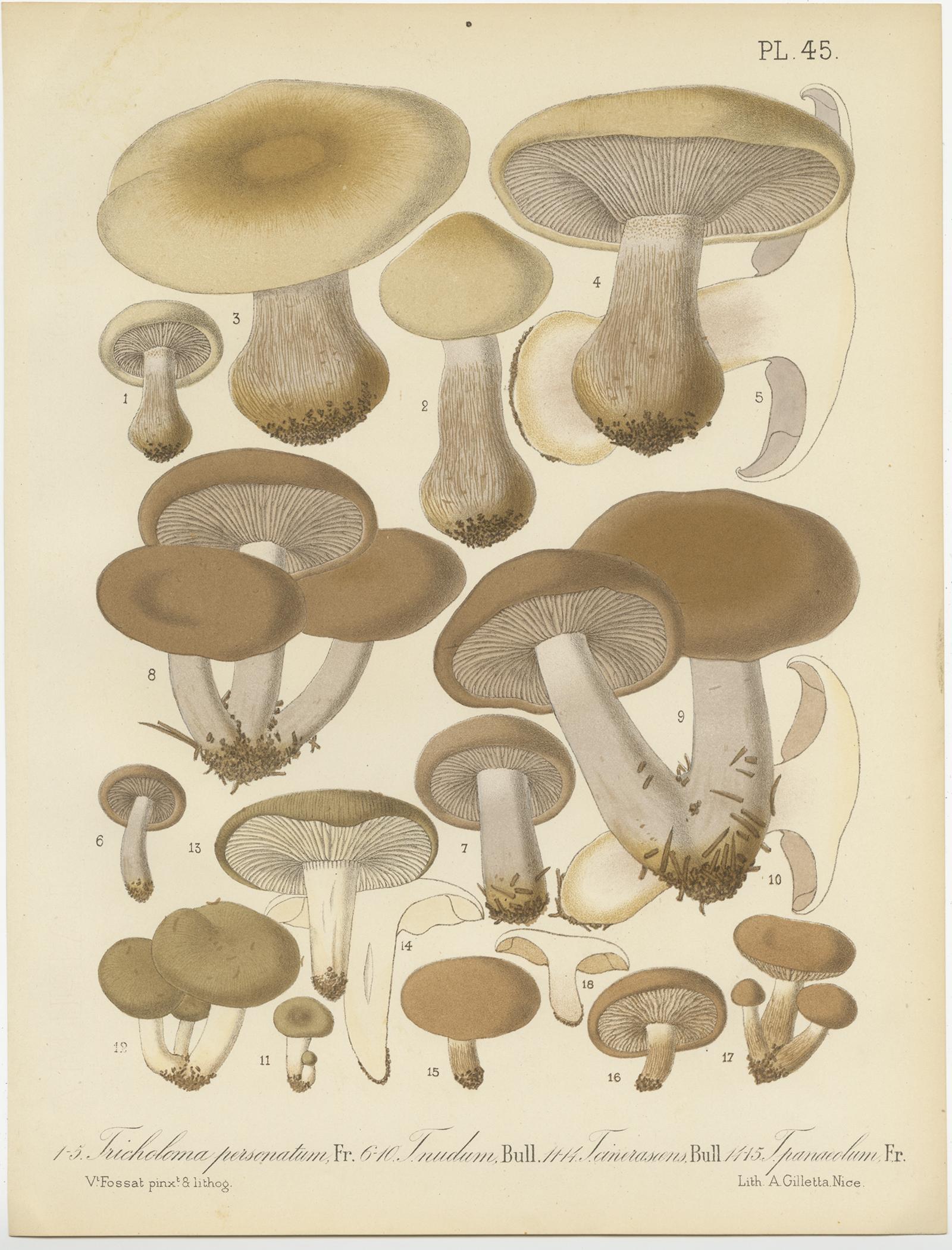 Ensemble de 12 estampes anciennes de mycologie de divers Fungi par Barla, vers 1890 en vente 5