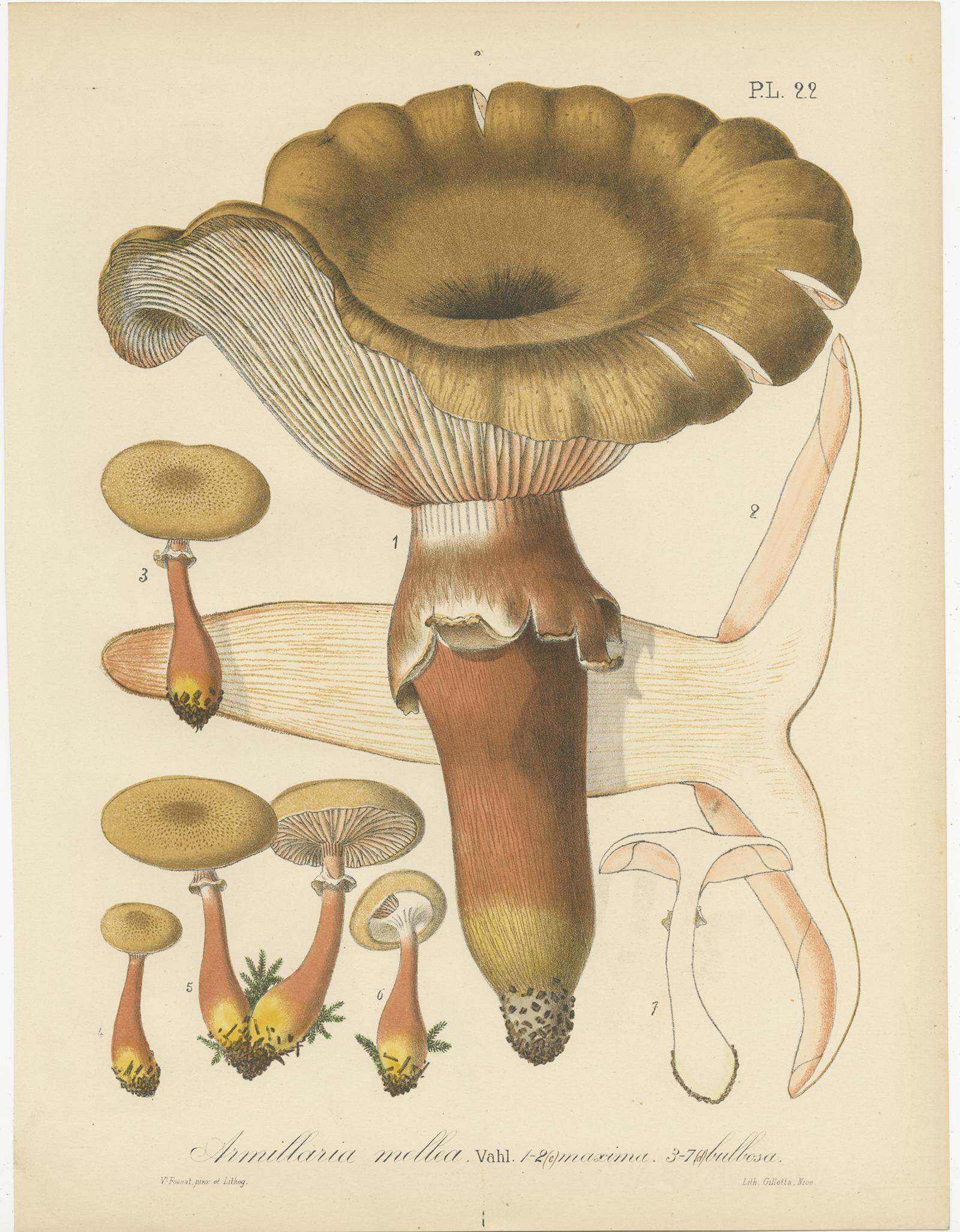 Ensemble de 12 estampes anciennes de mycologie de divers Fungi par Barla, vers 1890 en vente 7