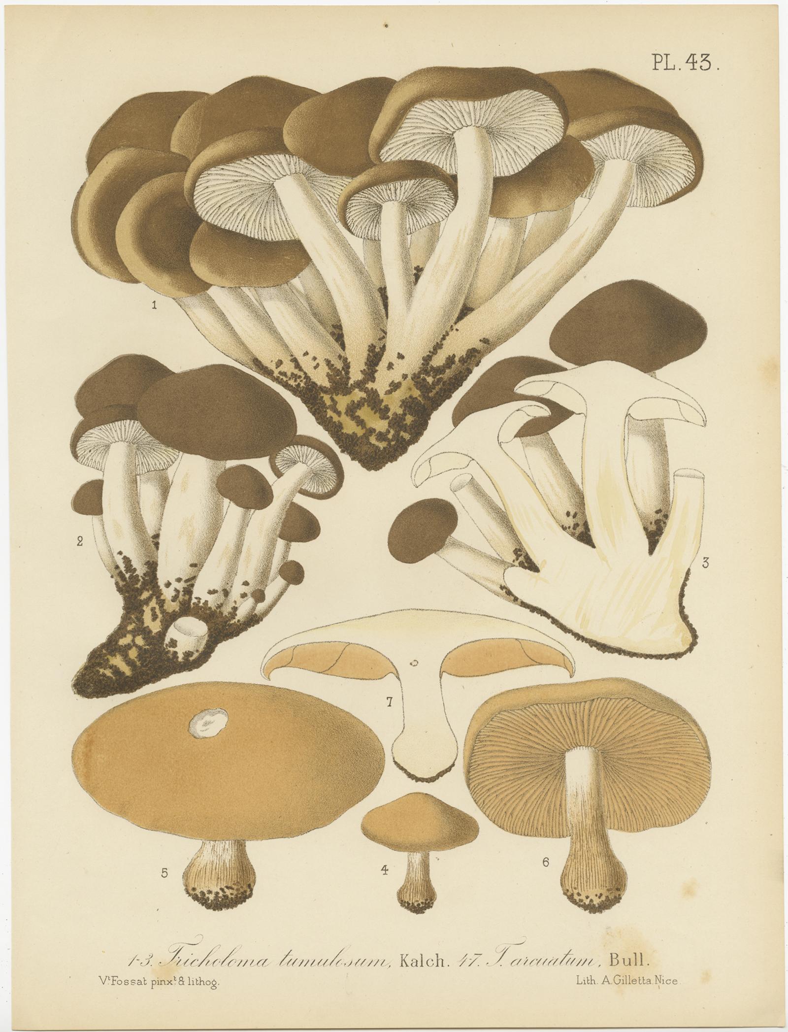 Ensemble de 12 estampes anciennes de mycologie de divers Fungi par Barla, vers 1890 en vente 8