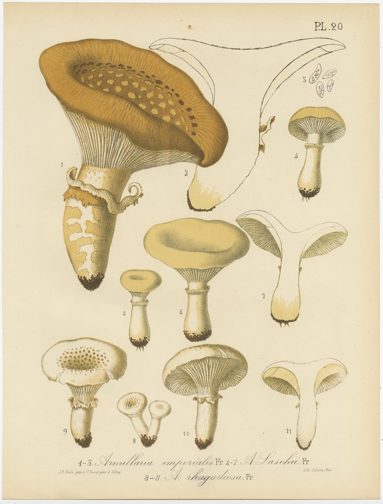 Set of twelve antique mycology prints depicting various fungi / mushrooms. These prints originate from 'Flore mycologique illustrée: les champignons des Alpes-Maritimes' by J.B. Barla.