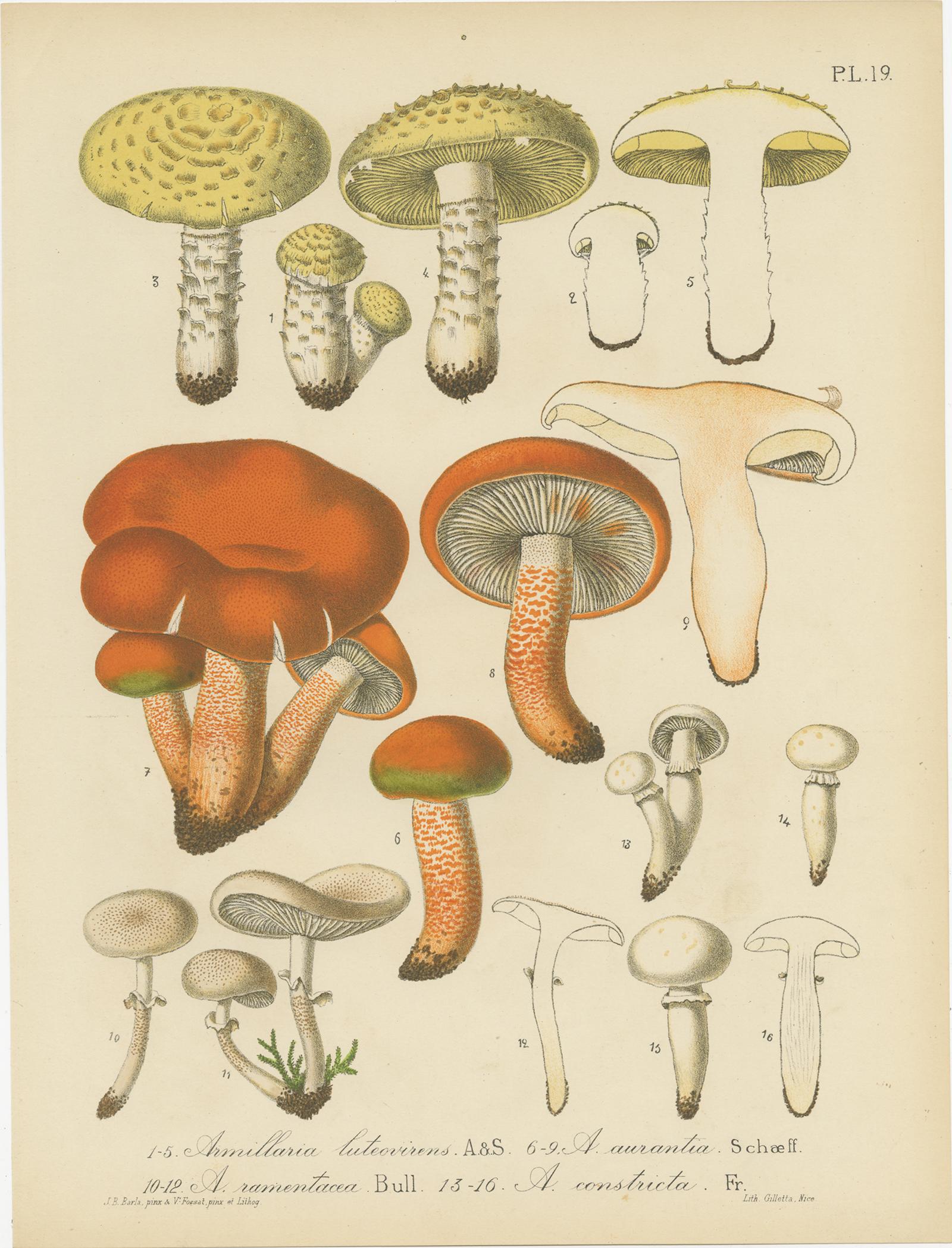 Ensemble de 12 estampes anciennes de mycologie de divers Fungi par Barla, vers 1890 Bon état - En vente à Langweer, NL