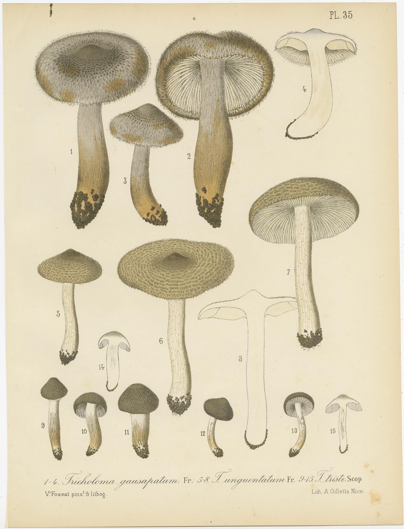 XIXe siècle Ensemble de 12 estampes anciennes de mycologie de divers Fungi par Barla, vers 1890 en vente