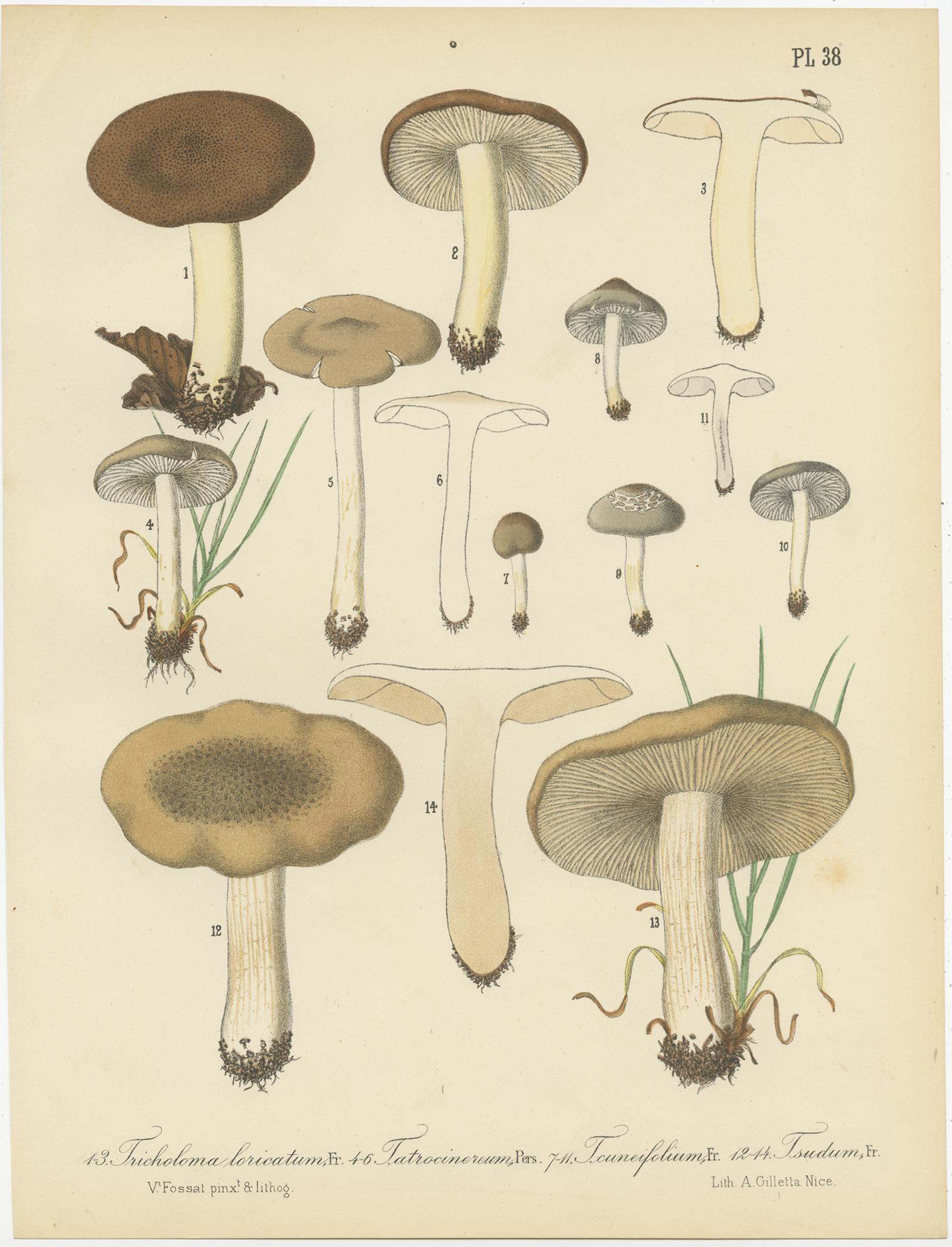 Paper Set of 12 Antique Mycology Prints of Various Fungi by Barla, circa 1890 For Sale