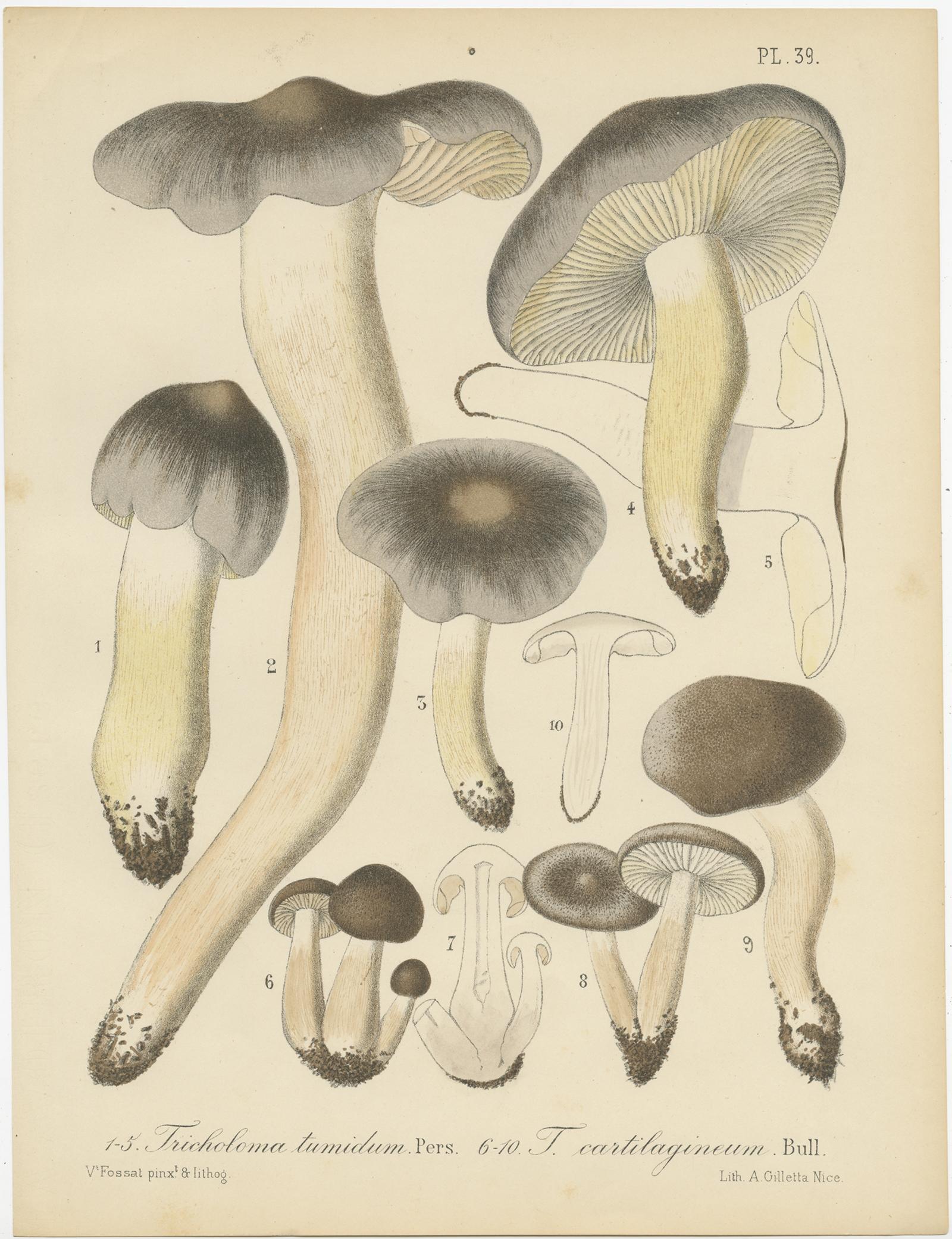 Set of 12 Antique Mycology Prints of Various Fungi by Barla, circa 1890 For Sale 1