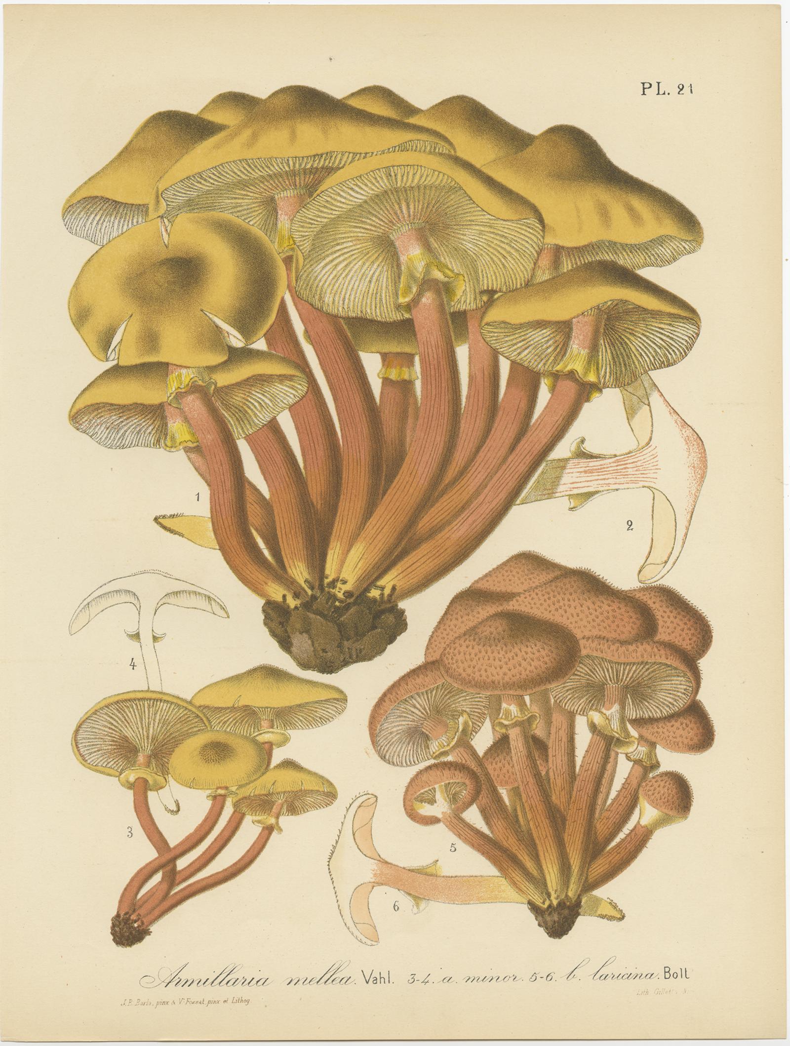 Ensemble de 12 estampes anciennes de mycologie de divers Fungi par Barla, vers 1890 en vente 2