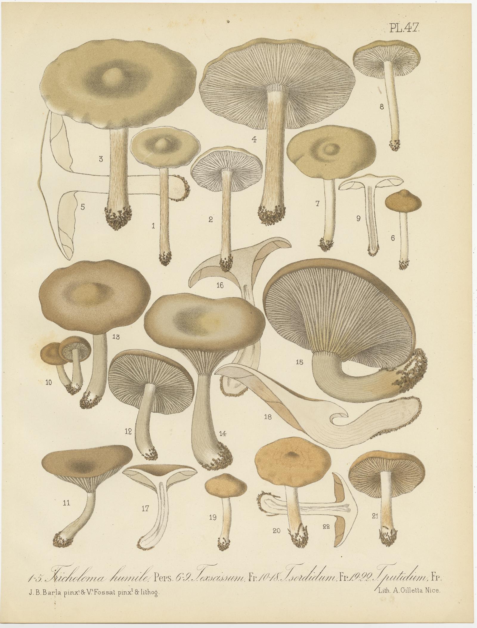 Ensemble de 12 estampes anciennes de mycologie de divers Fungi par Barla, vers 1890 en vente 3