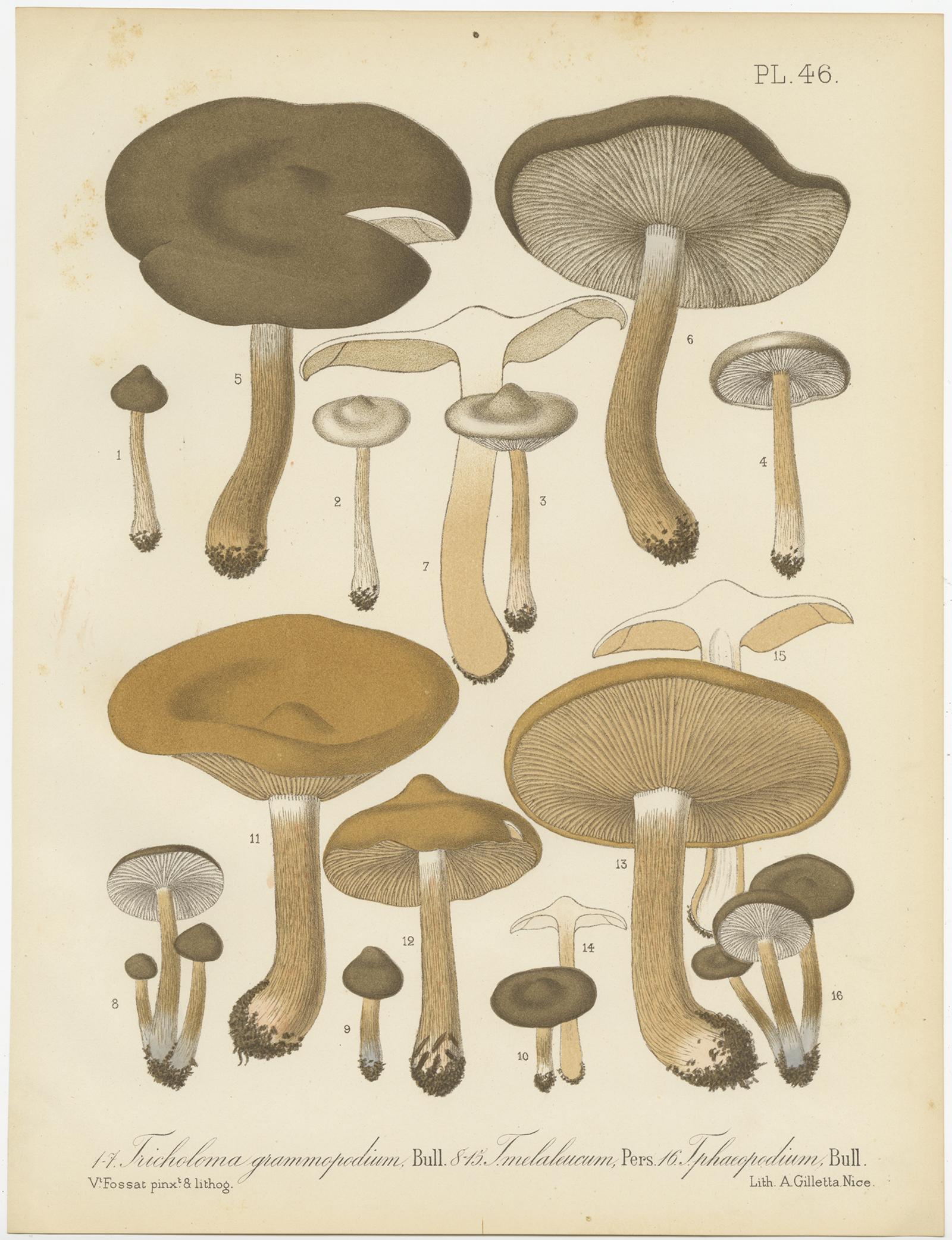 Ensemble de 12 estampes anciennes de mycologie de divers Fungi par Barla, vers 1890 en vente 4