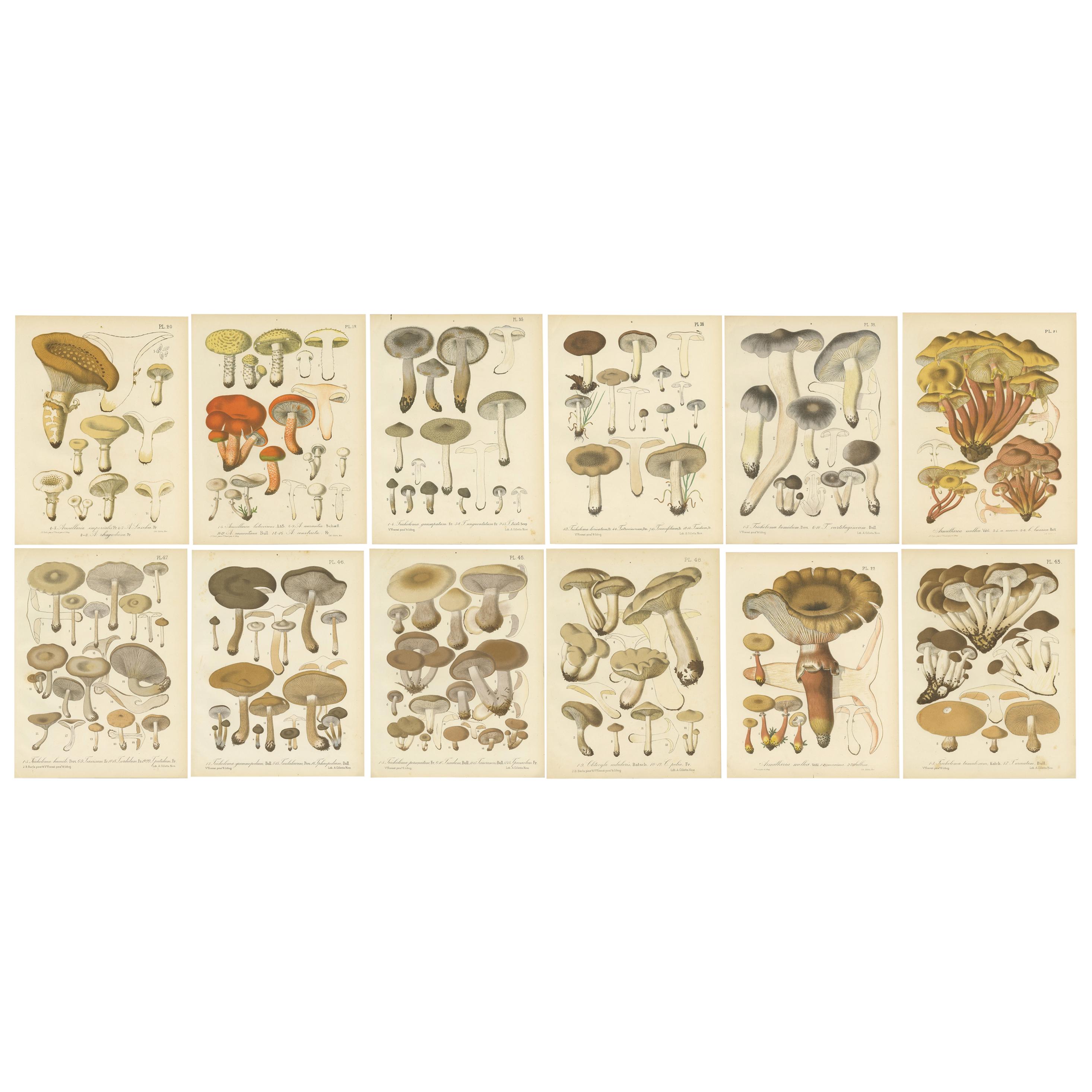 Ensemble de 12 estampes anciennes de mycologie de divers Fungi par Barla, vers 1890