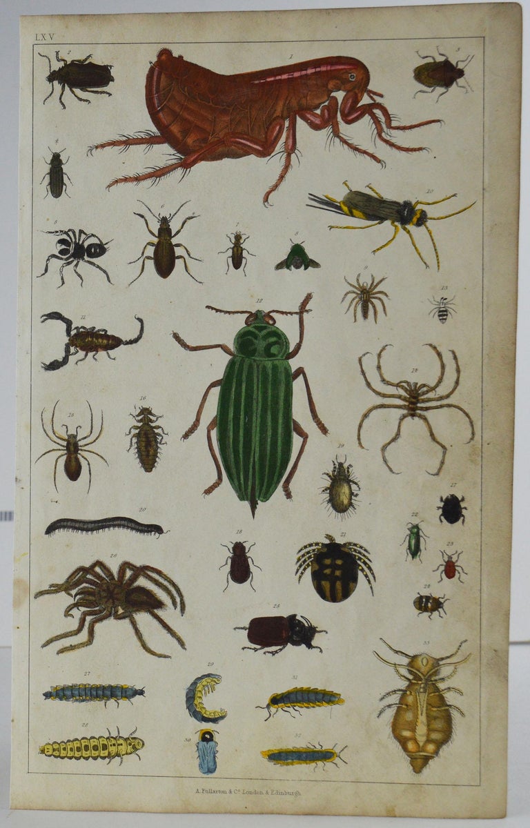 Set of 12 Antique Natural History Prints, 1847 For Sale 2
