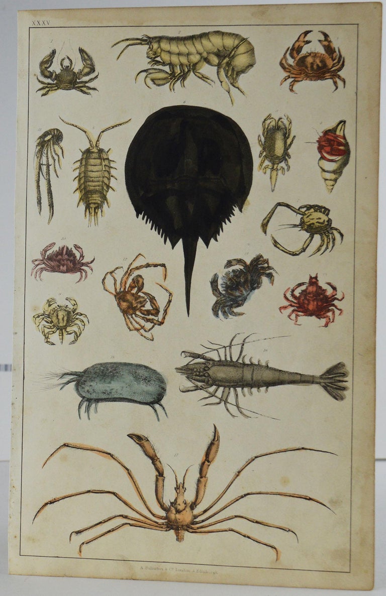 Set of 12 Antique Natural History Prints, 1847 For Sale 3