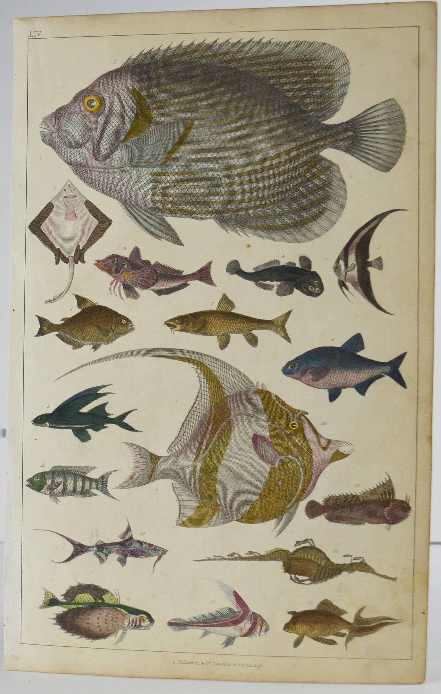 Set of 12 Antique Natural History Prints, 1847 4