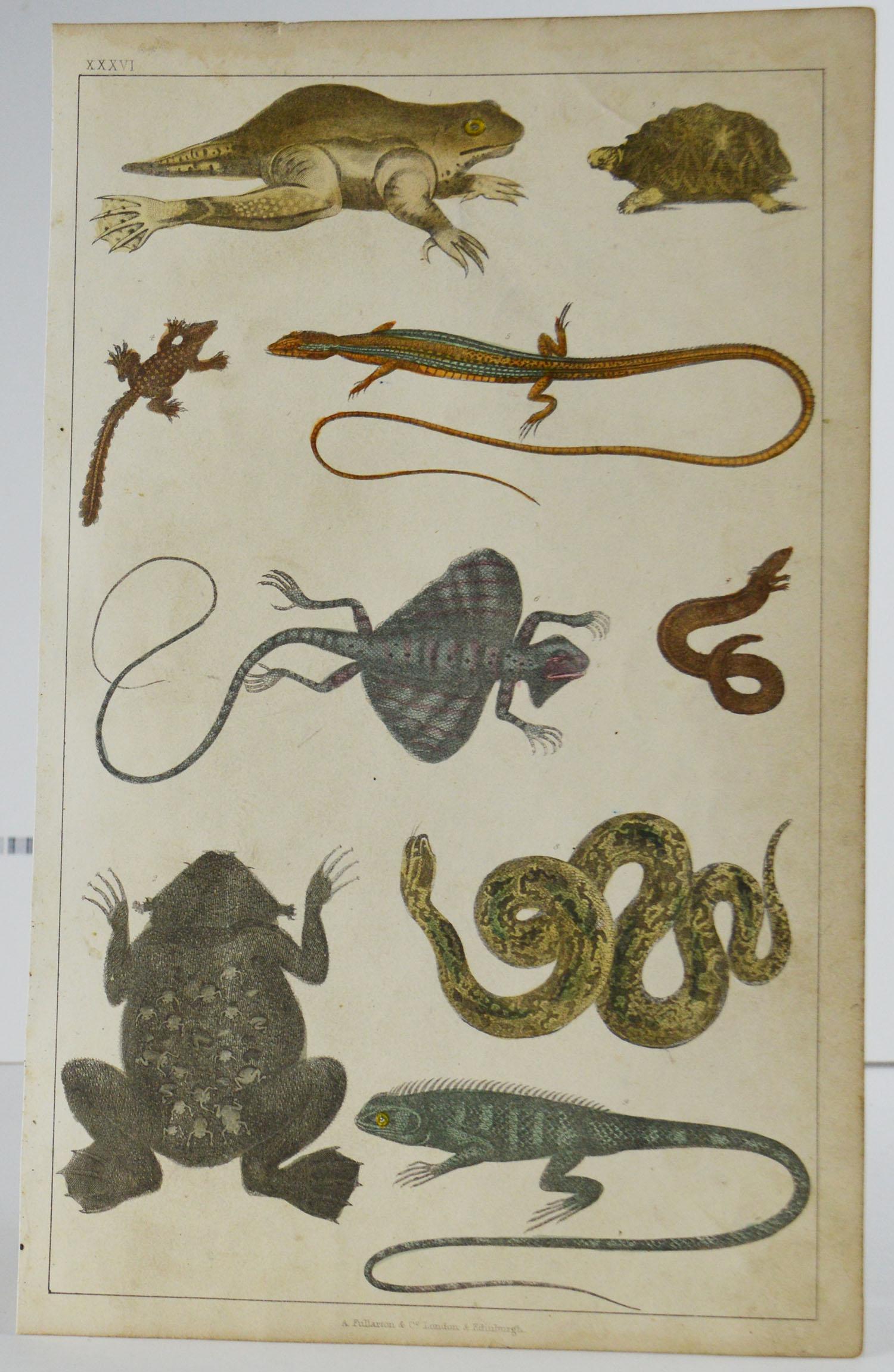 Set of 12 Antique Natural History Prints, 1847 5