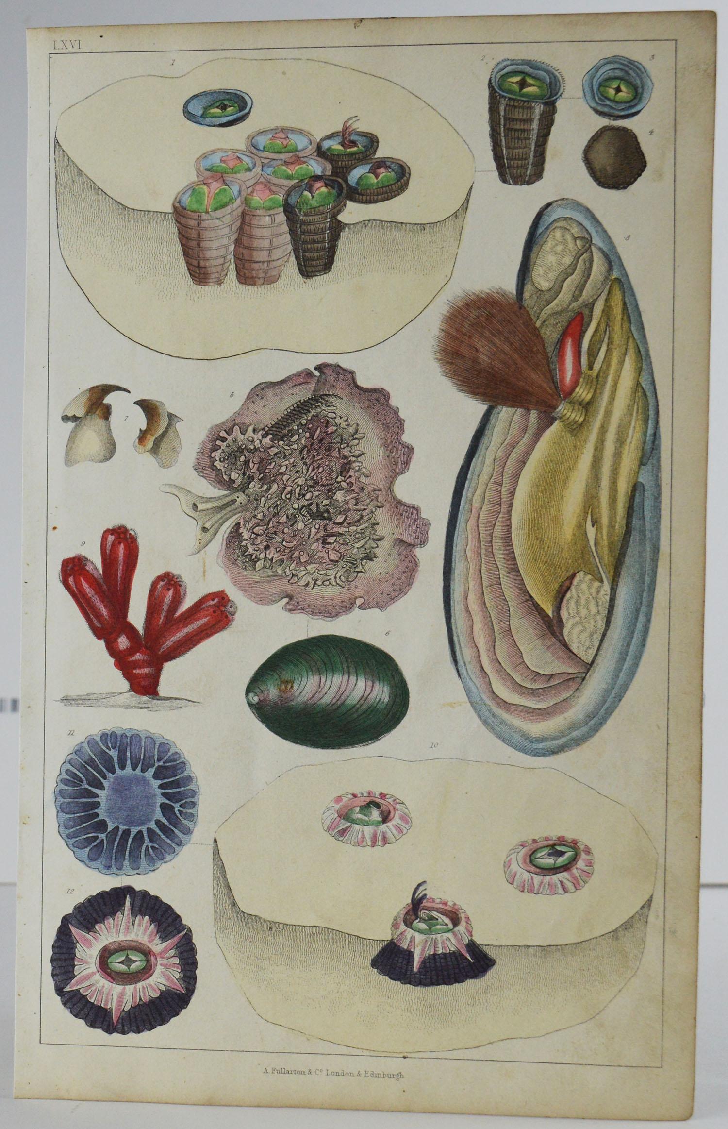 Folk Art Set of 12 Antique Natural History Prints, 1847