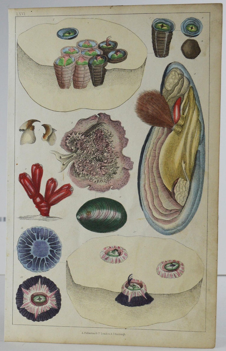 Folk Art Set of 12 Antique Natural History Prints, 1847 For Sale