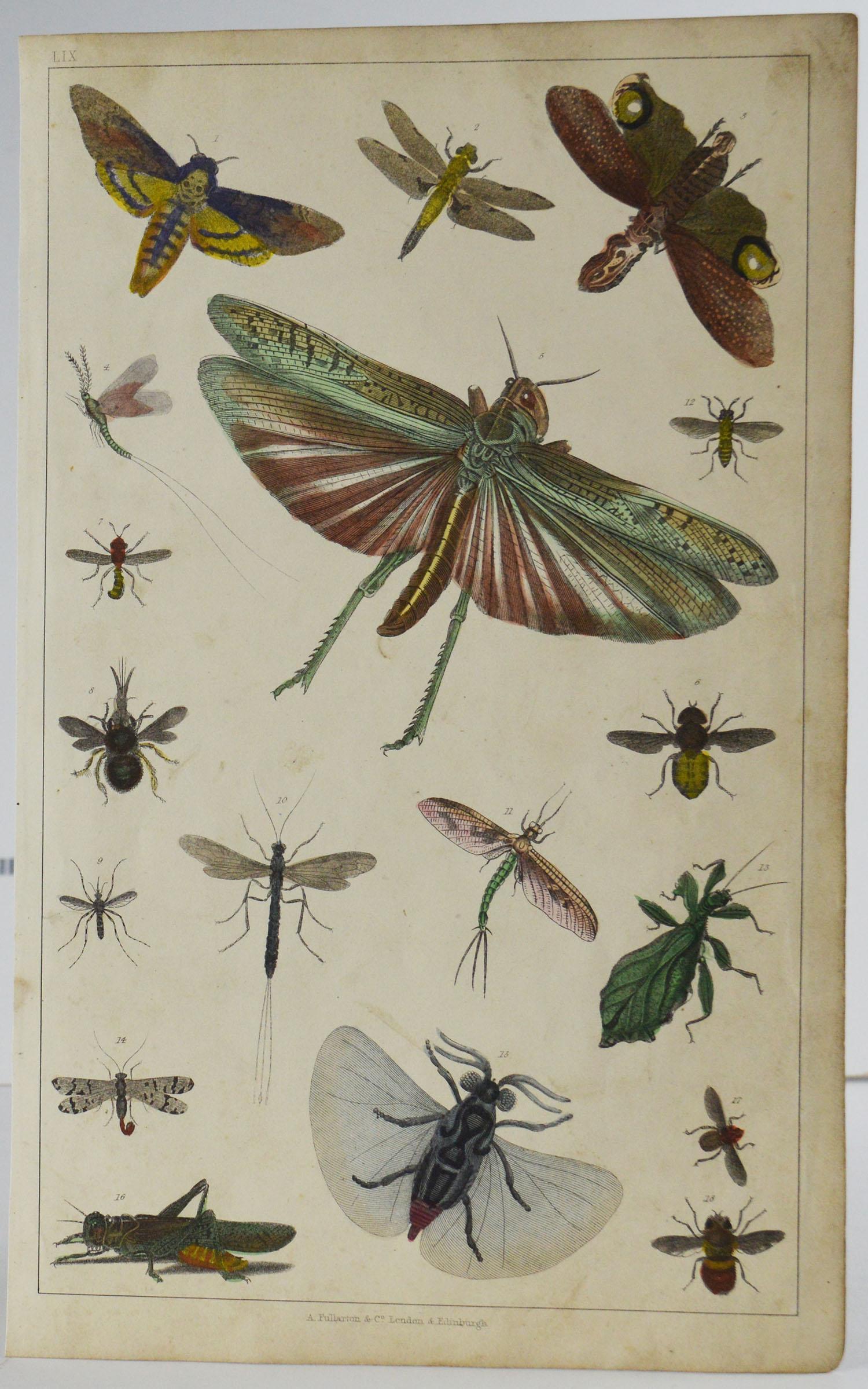 English Set of 12 Antique Natural History Prints, 1847