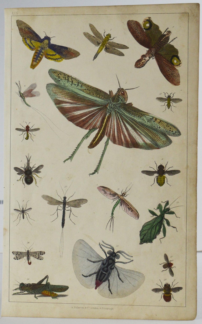 English Set of 12 Antique Natural History Prints, 1847 For Sale